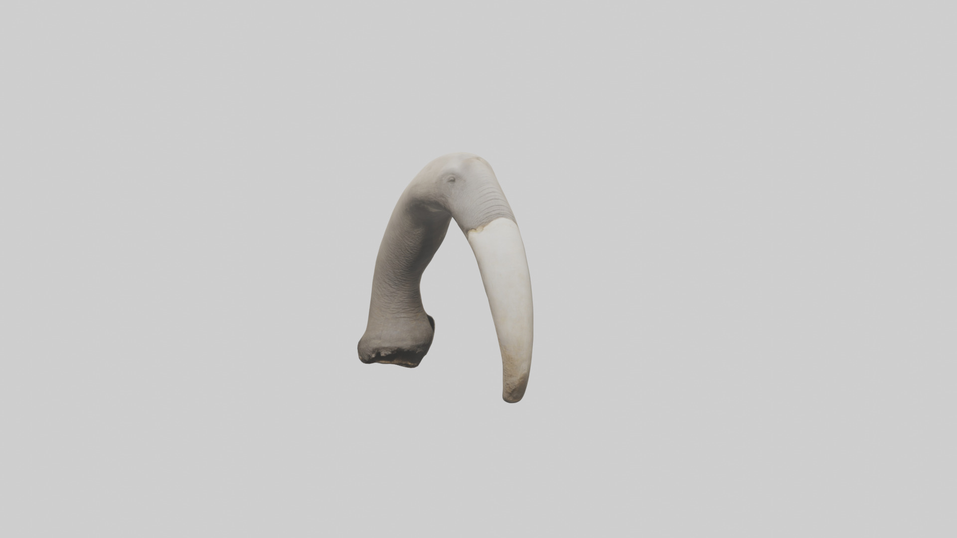 Elephant Femur Low-poly 3D model_20
