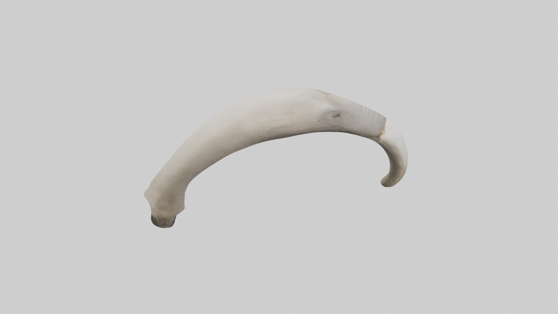 Elephant Femur Low-poly 3D model_28