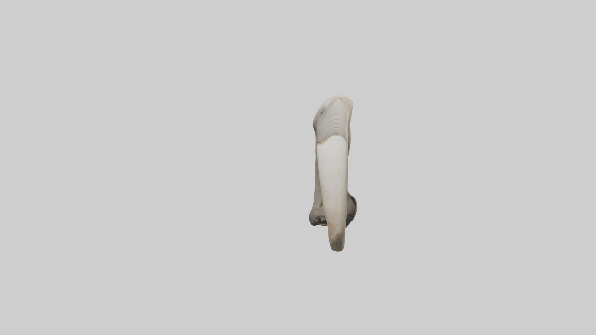 Elephant Femur Low-poly 3D model_13