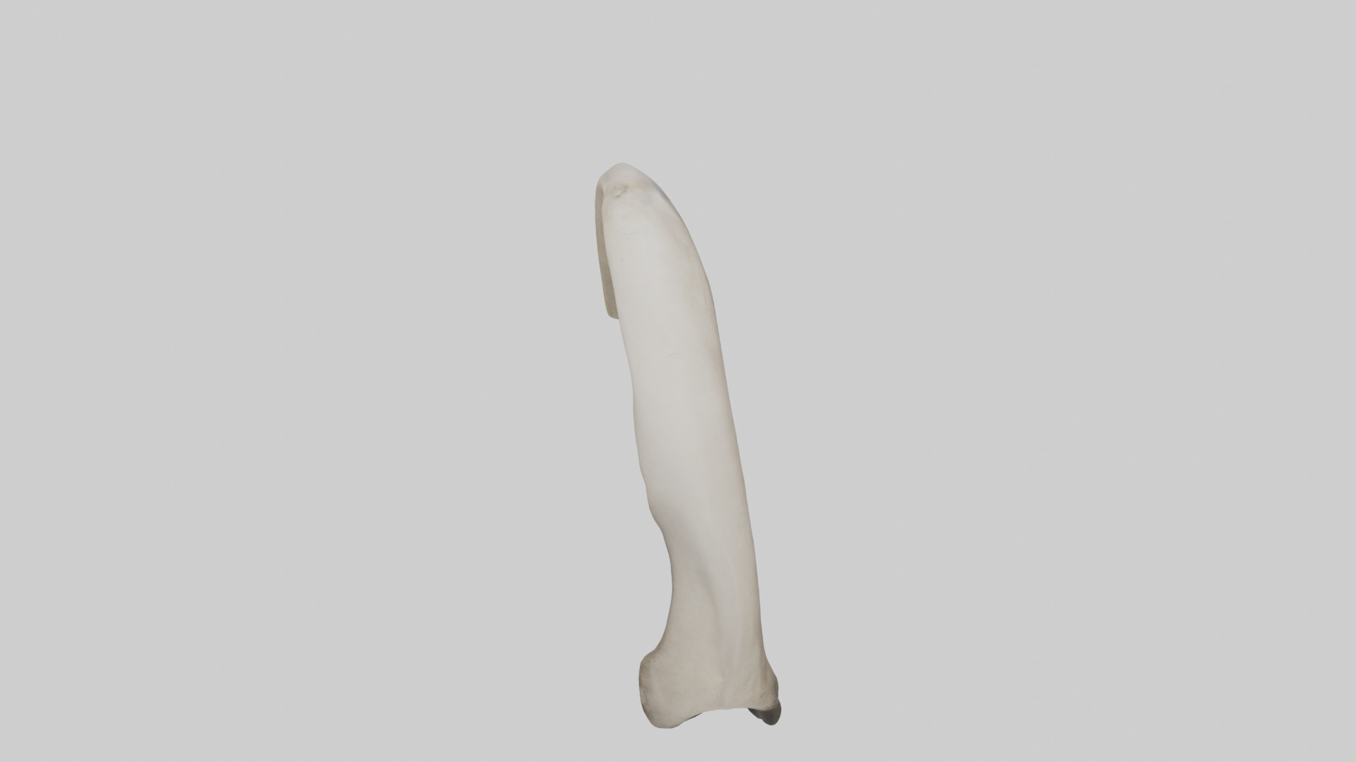 Elephant Femur Low-poly 3D model_25