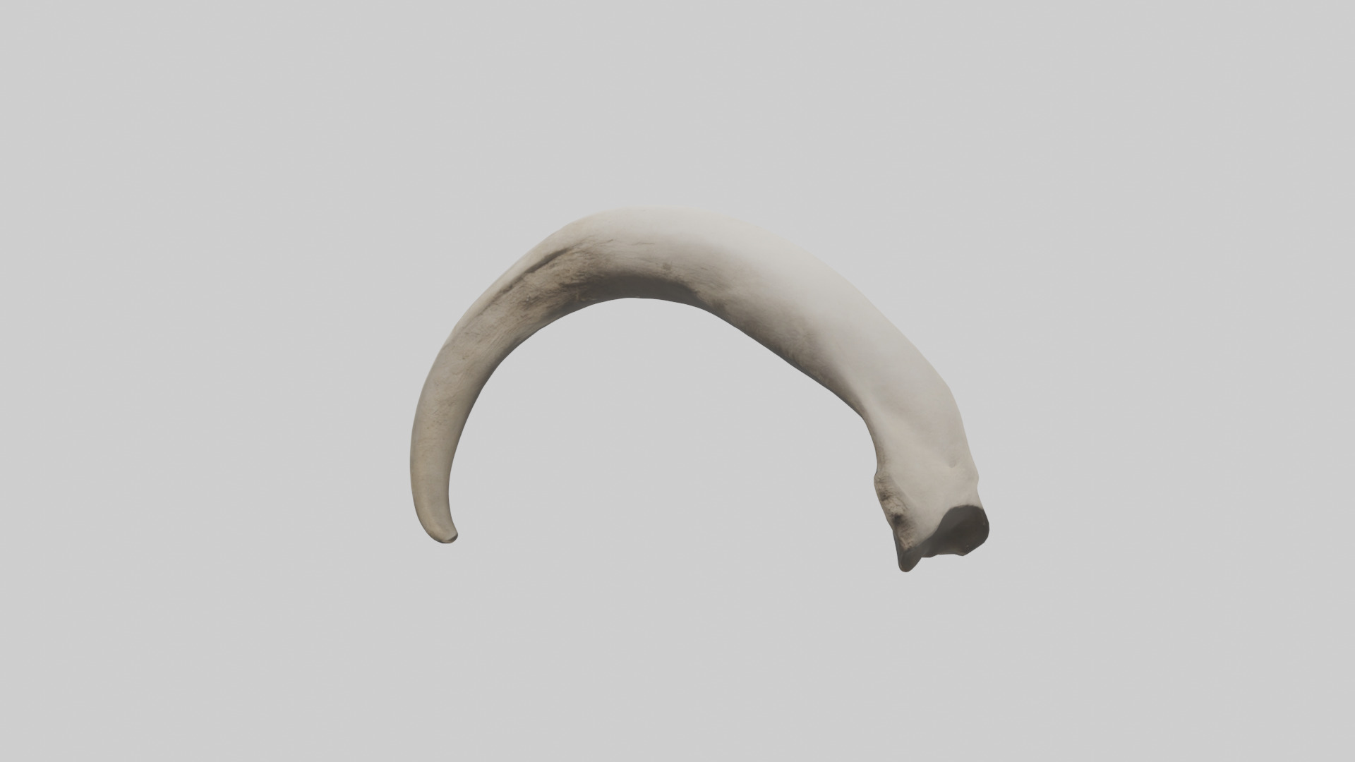 Elephant Femur Low-poly 3D model_1