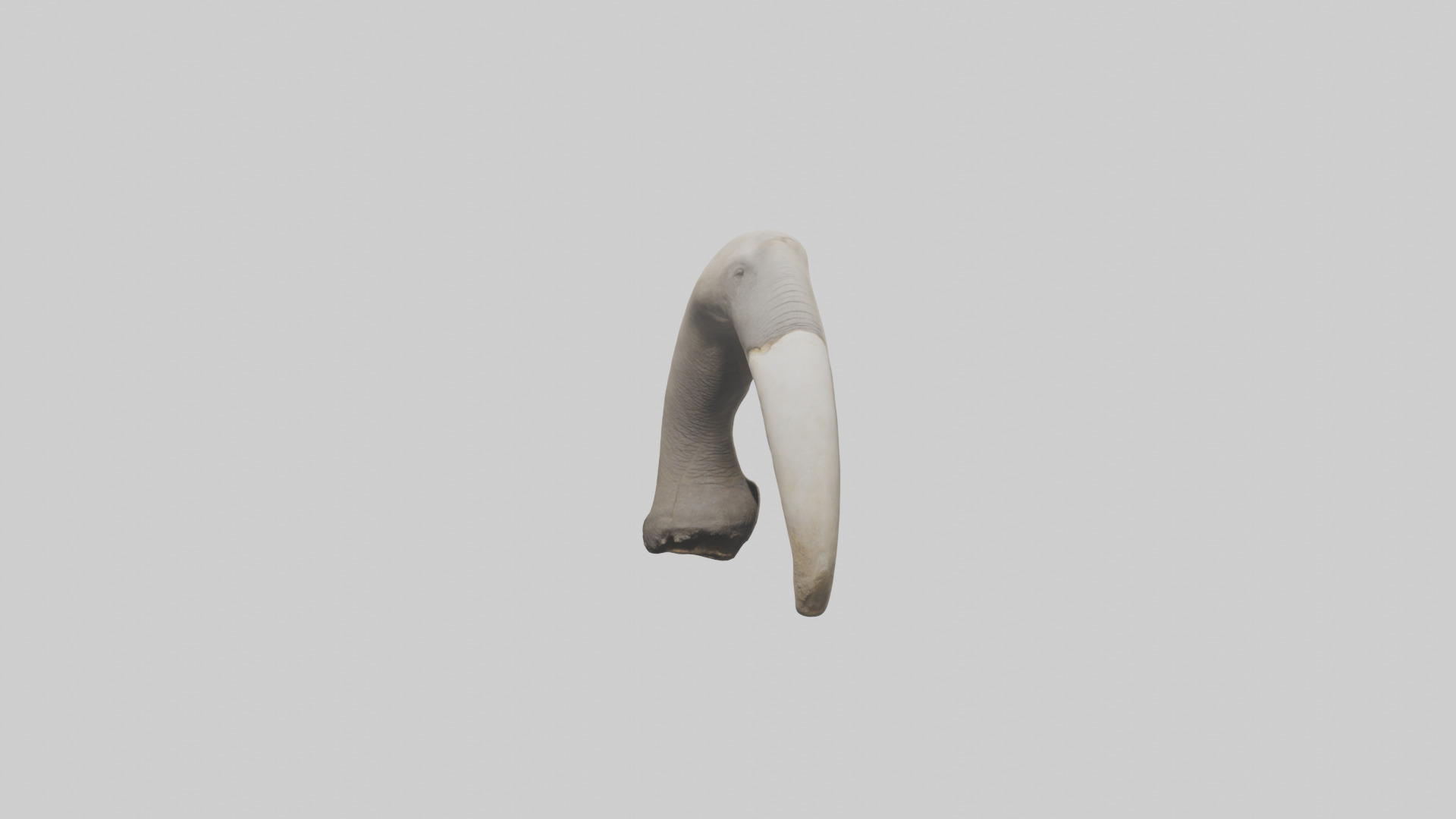 Elephant Femur Low-poly 3D model_10