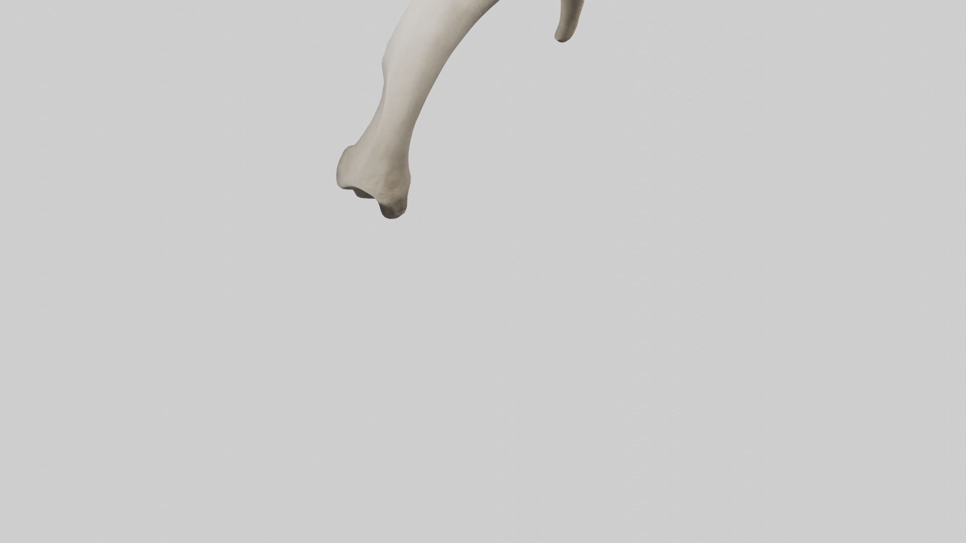 Elephant Femur Low-poly 3D model_4