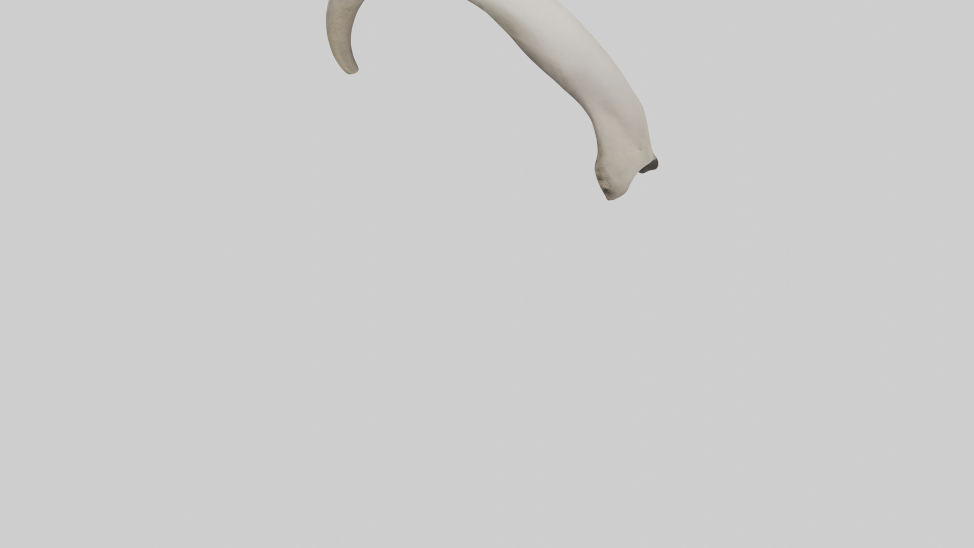 Elephant Femur Low-poly 3D model_3