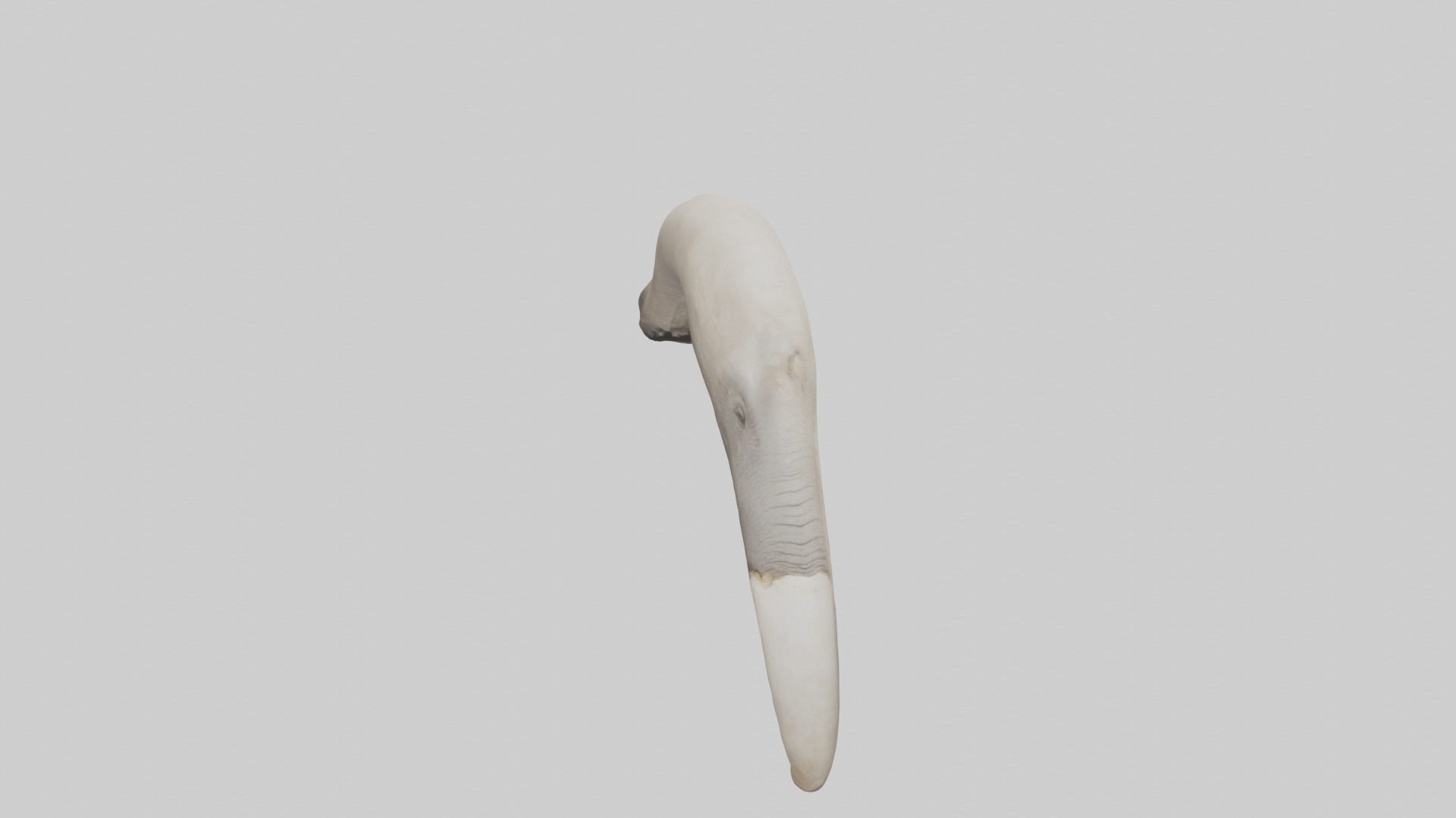 Elephant Femur Low-poly 3D model_26