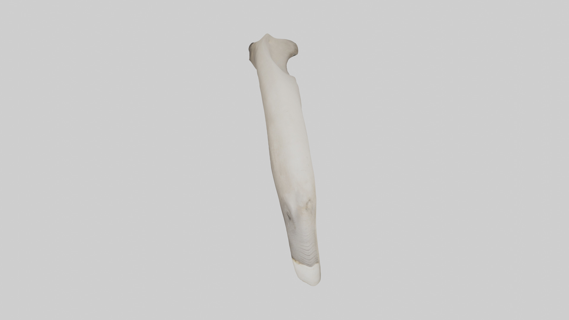 Elephant Femur Low-poly 3D model_24