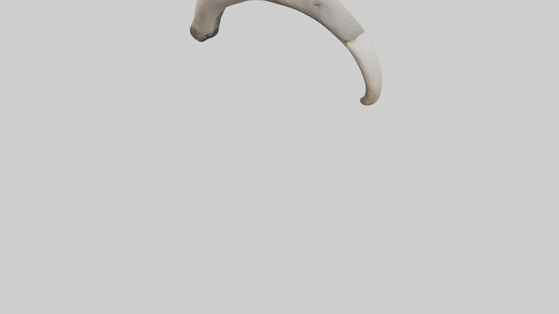Elephant Femur Low-poly 3D model_6