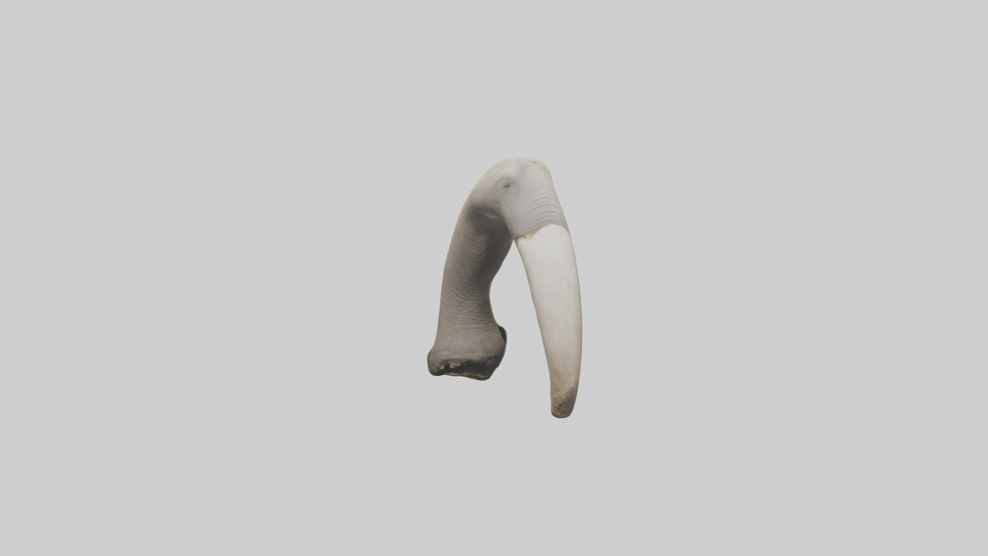 Elephant Femur Low-poly 3D model_19