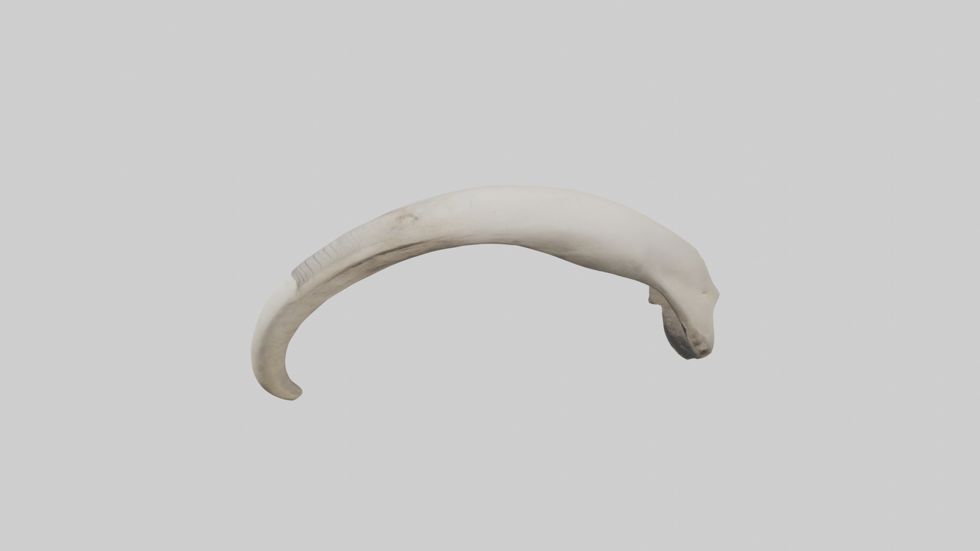 Elephant Femur Low-poly 3D model_27