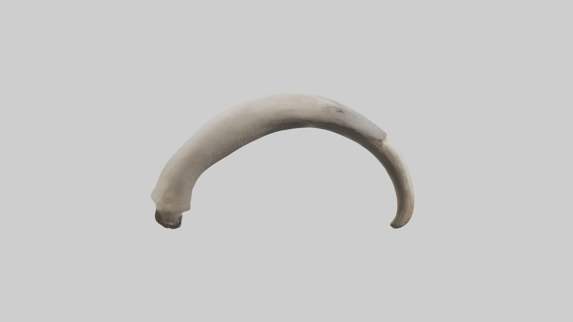 Elephant Femur Low-poly 3D model_23