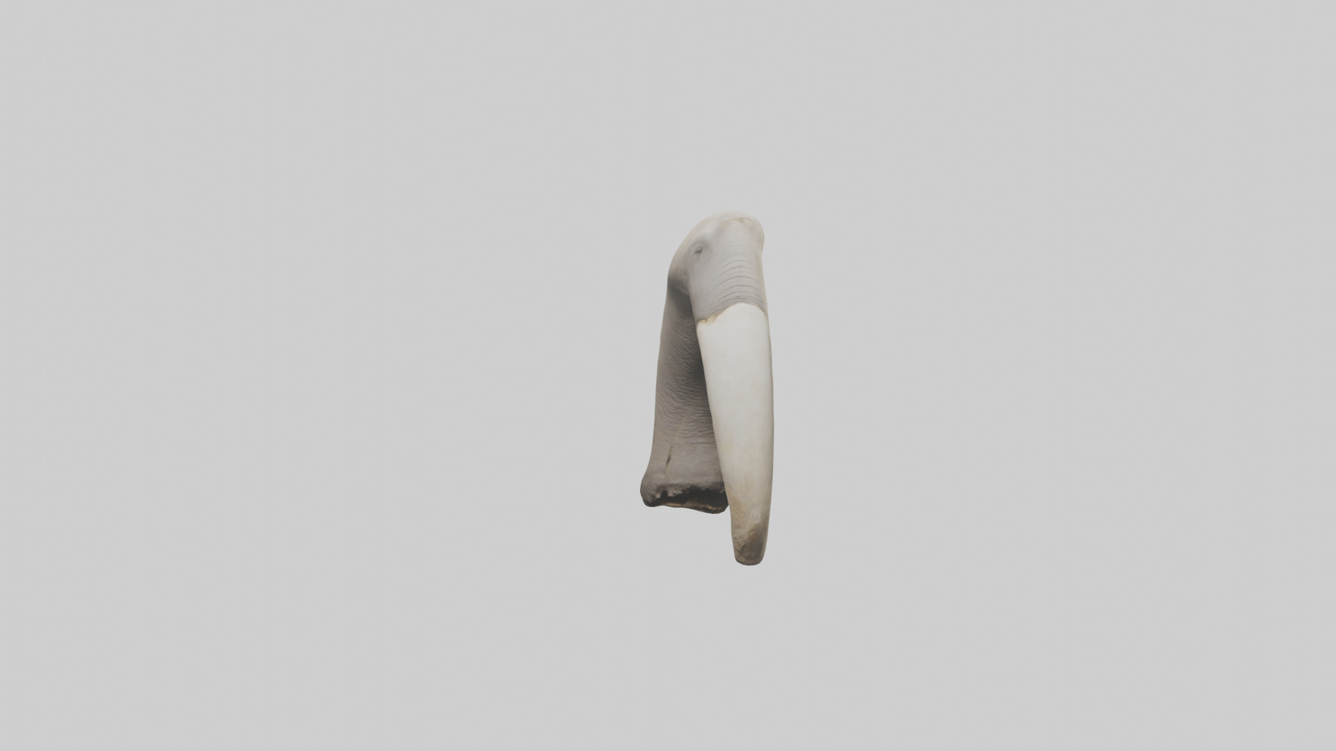 Elephant Femur Low-poly 3D model_12