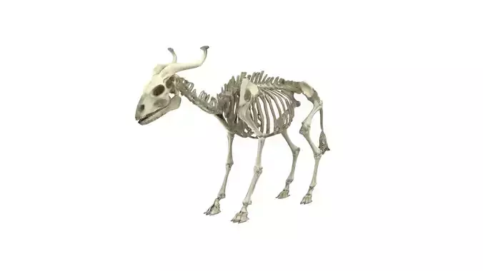 Goat skeleton