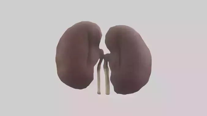 Elephant Kidneys