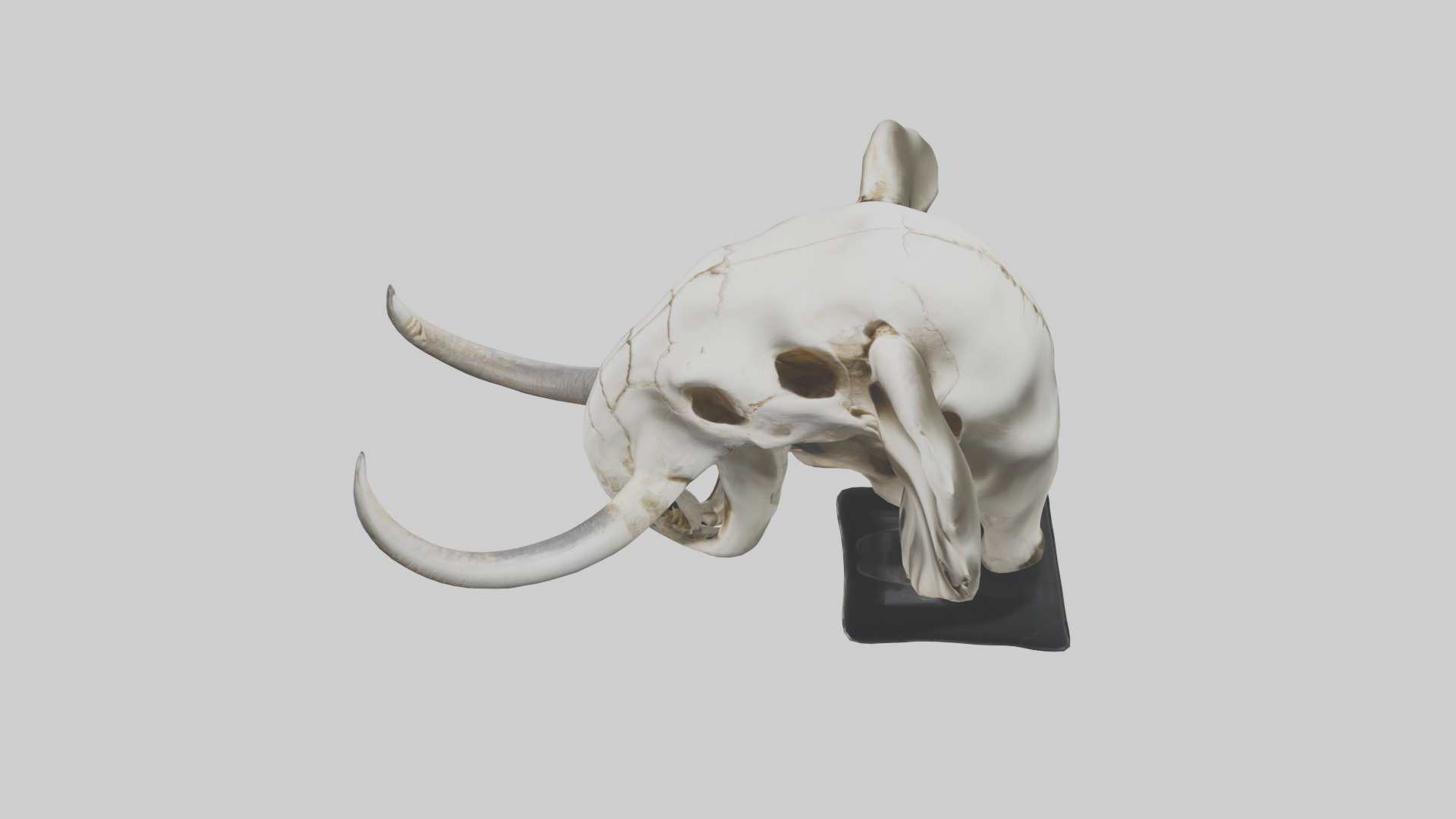Elephant Skull Low-poly 3D model_17