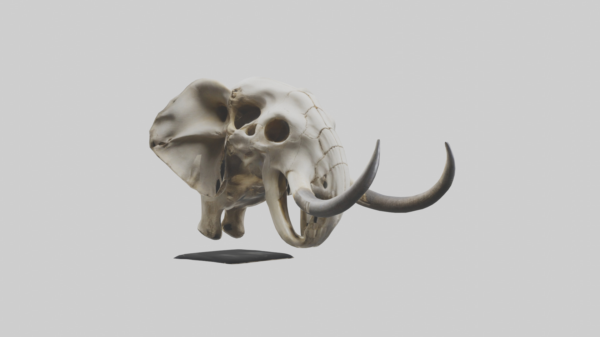 Elephant Skull Low-poly 3D model_11