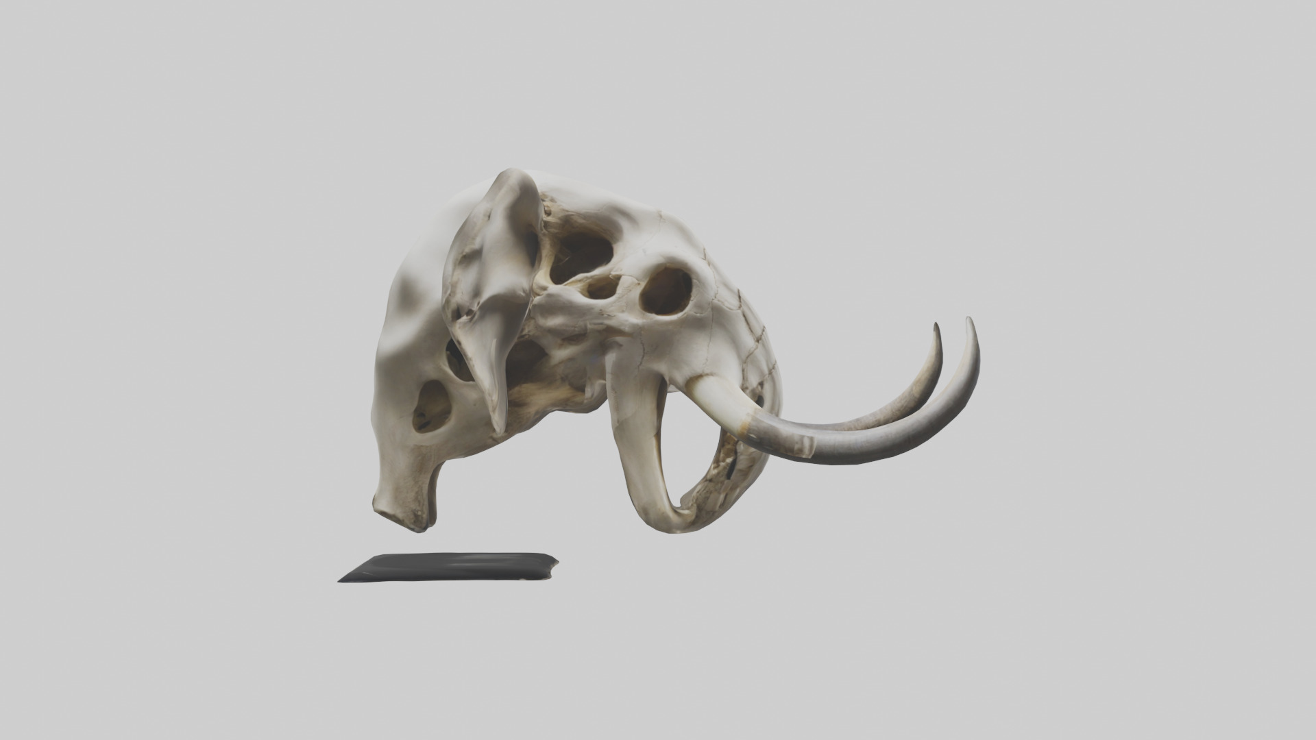 Elephant Skull Low-poly 3D model_13