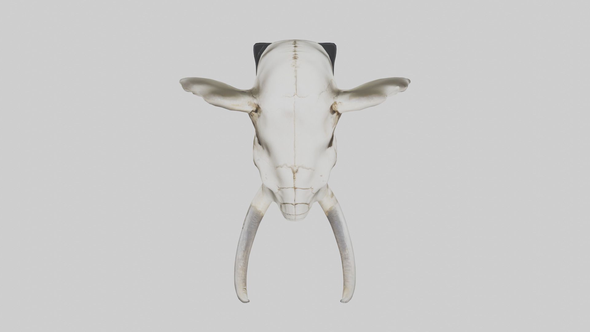 Elephant Skull Low-poly 3D model_14