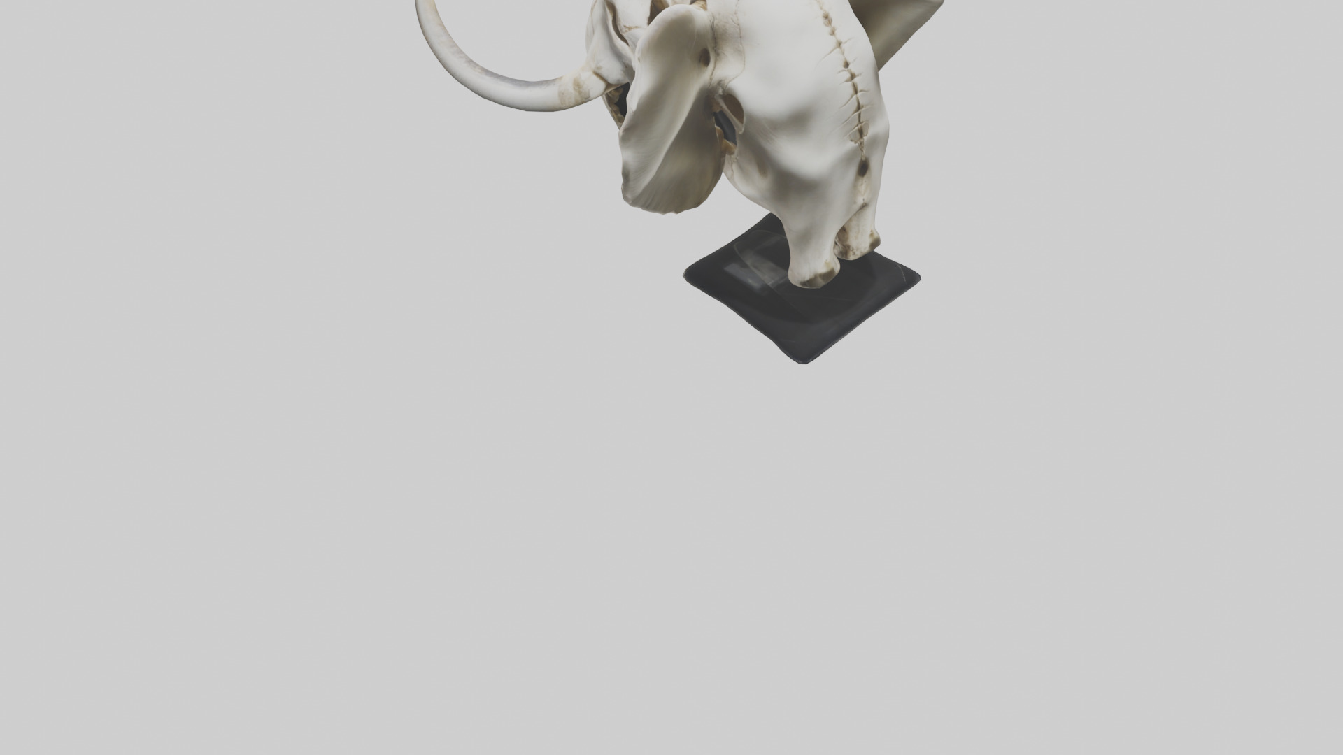 Elephant Skull Low-poly 3D model_3