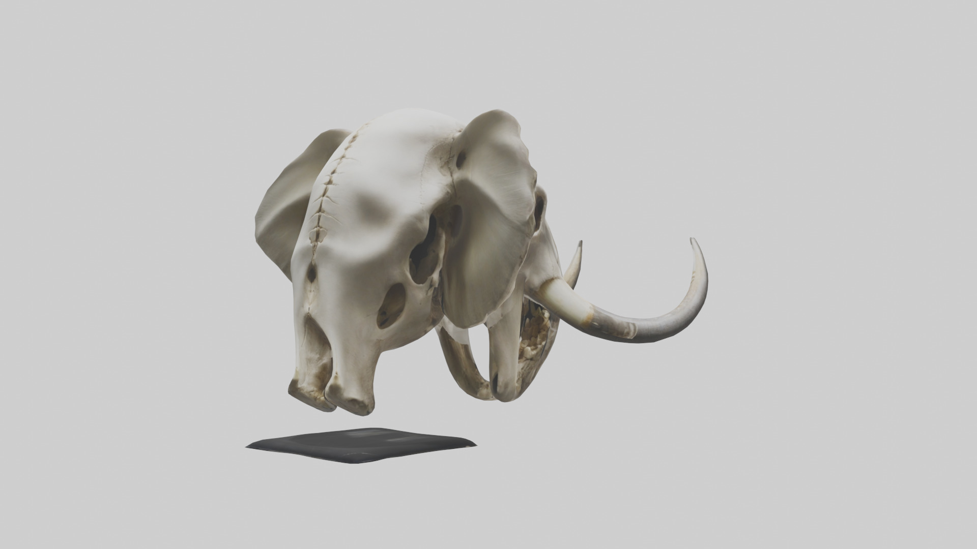 Elephant Skull Low-poly 3D model_2