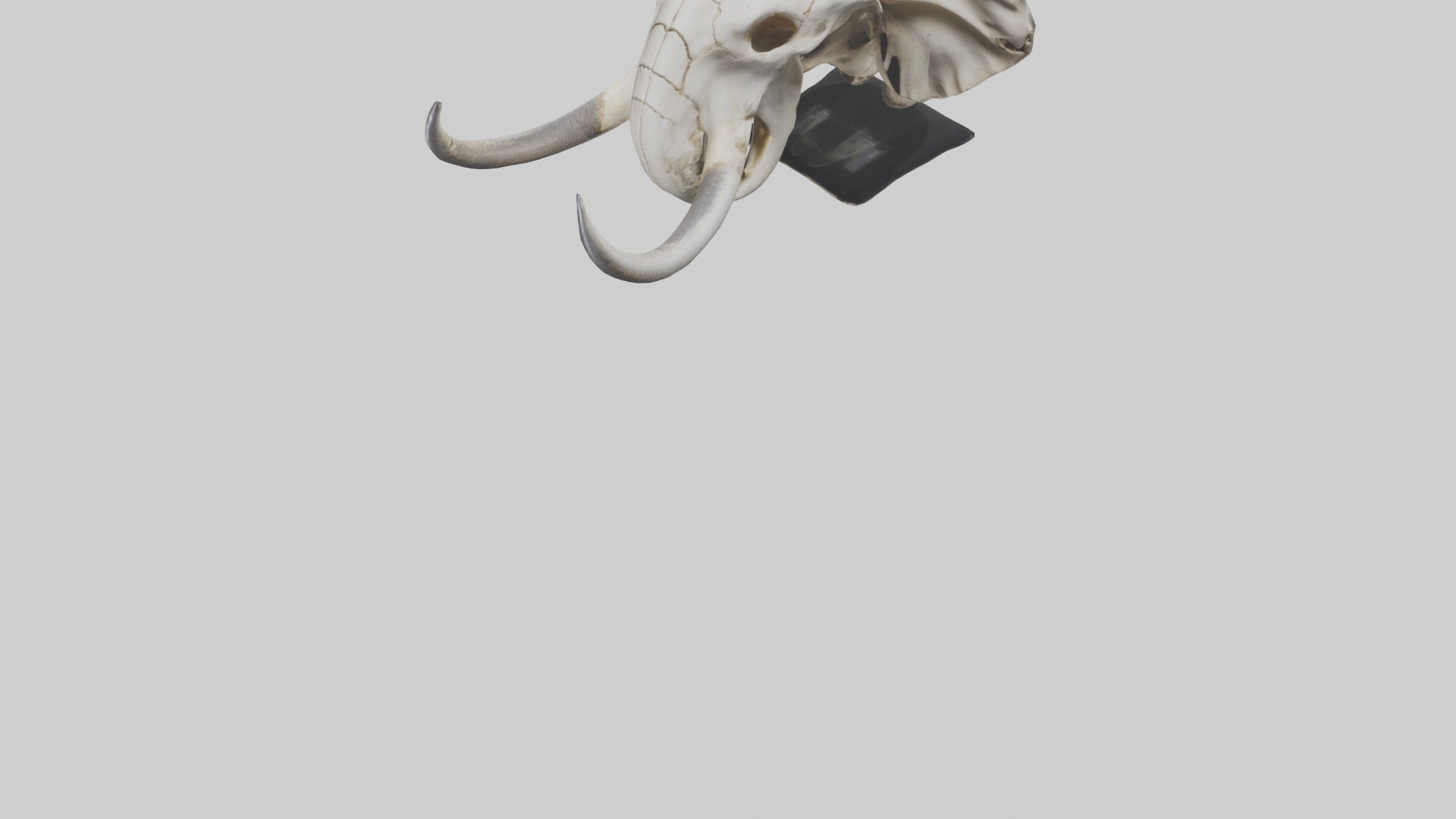 Elephant Skull Low-poly 3D model_5
