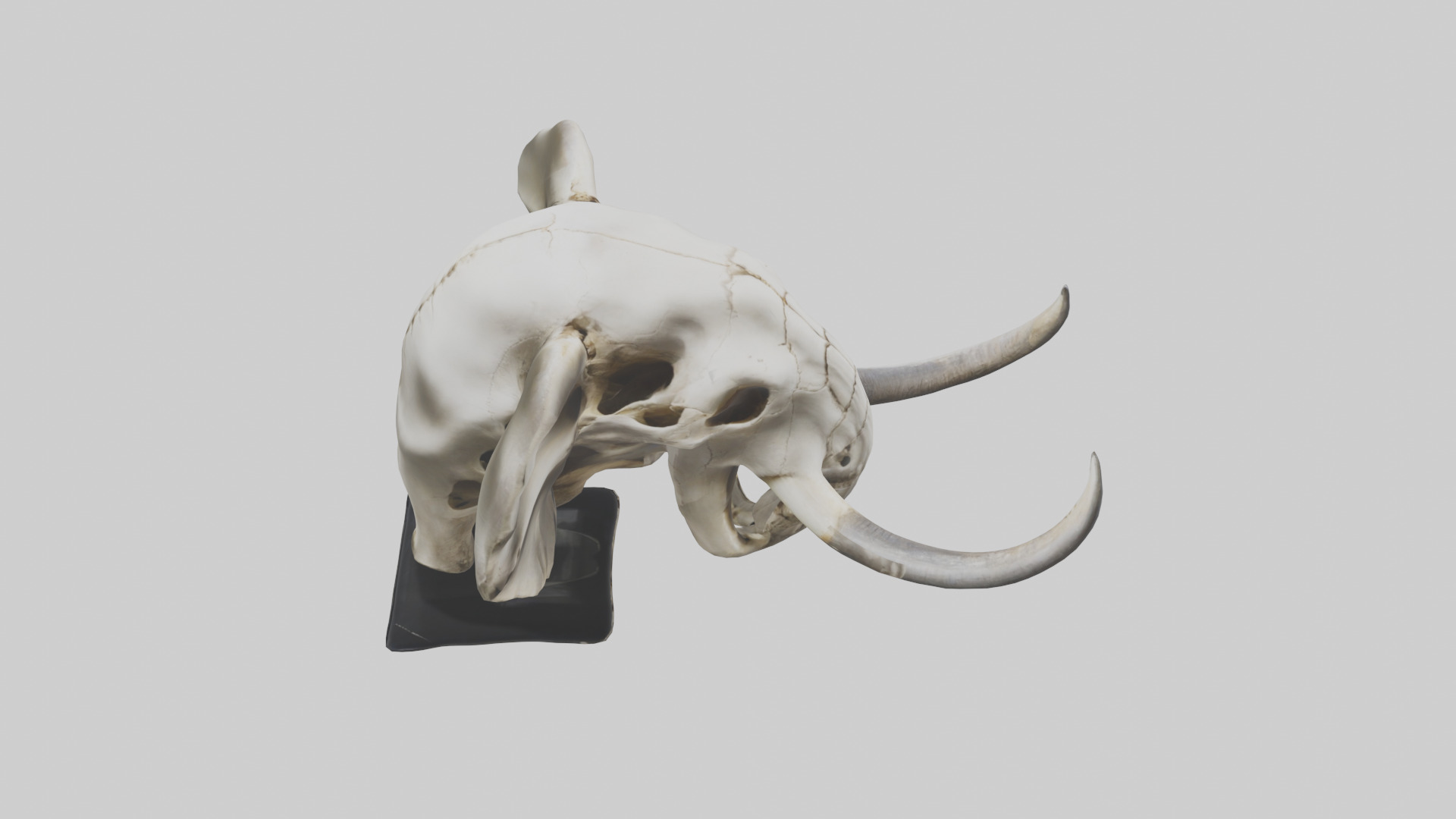 Elephant Skull Low-poly 3D model_18