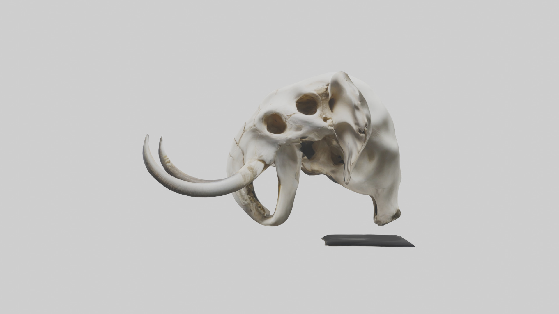 Elephant Skull Low-poly 3D model_12