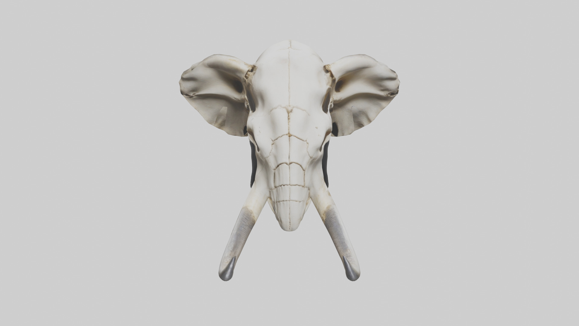 Elephant Skull Low-poly 3D model_16