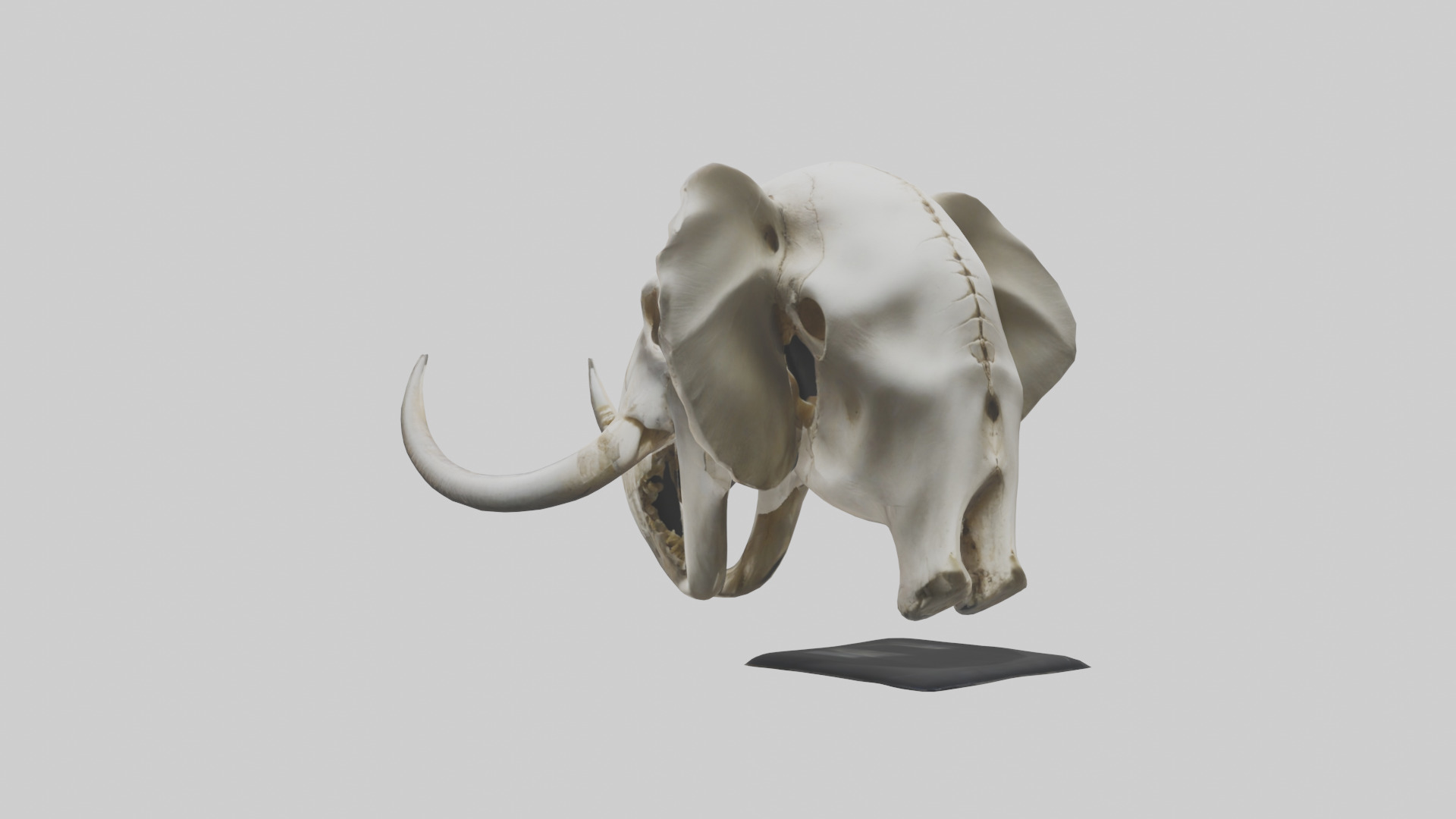 Elephant Skull Low-poly 3D model_1