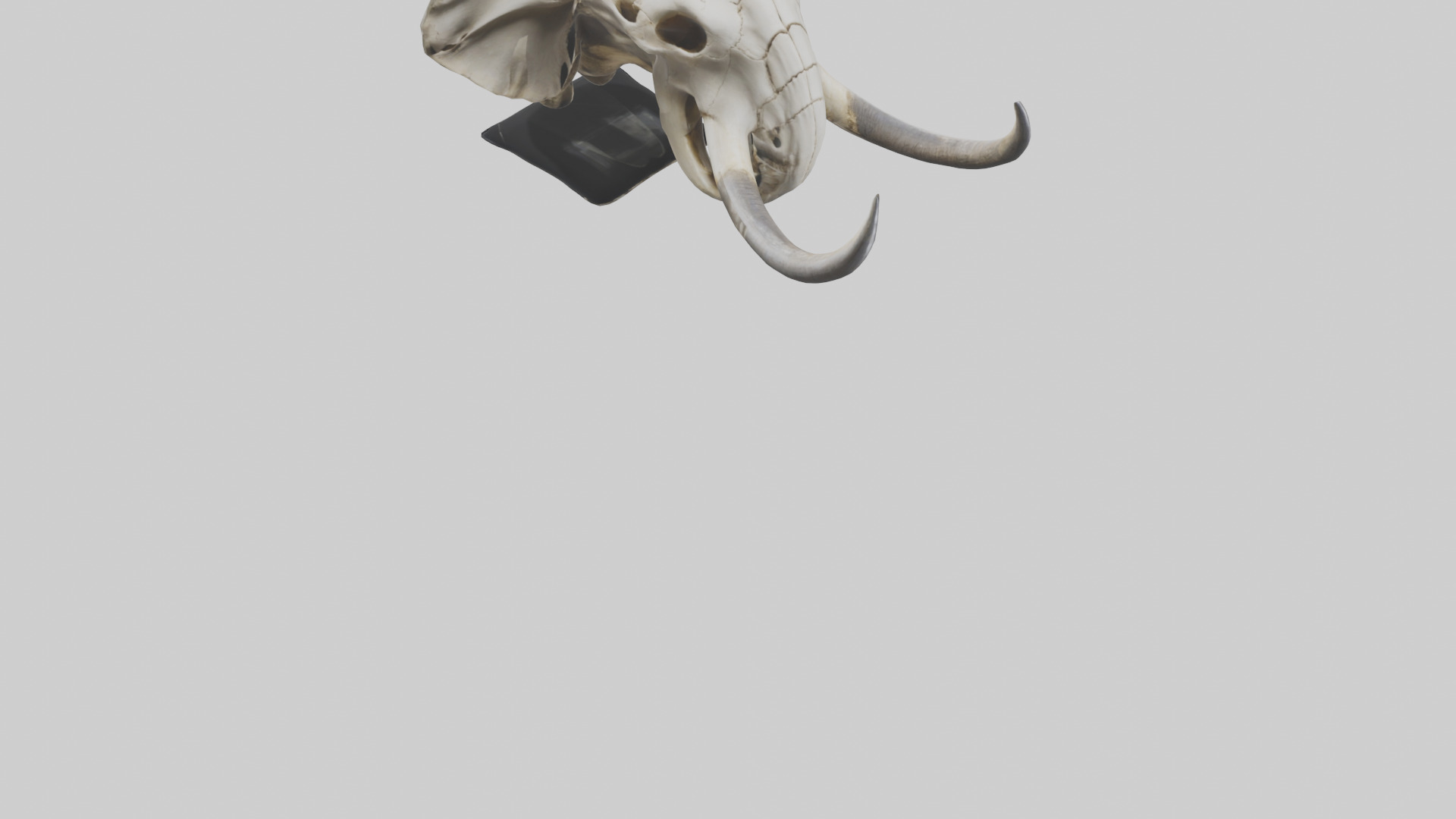 Elephant Skull Low-poly 3D model_6