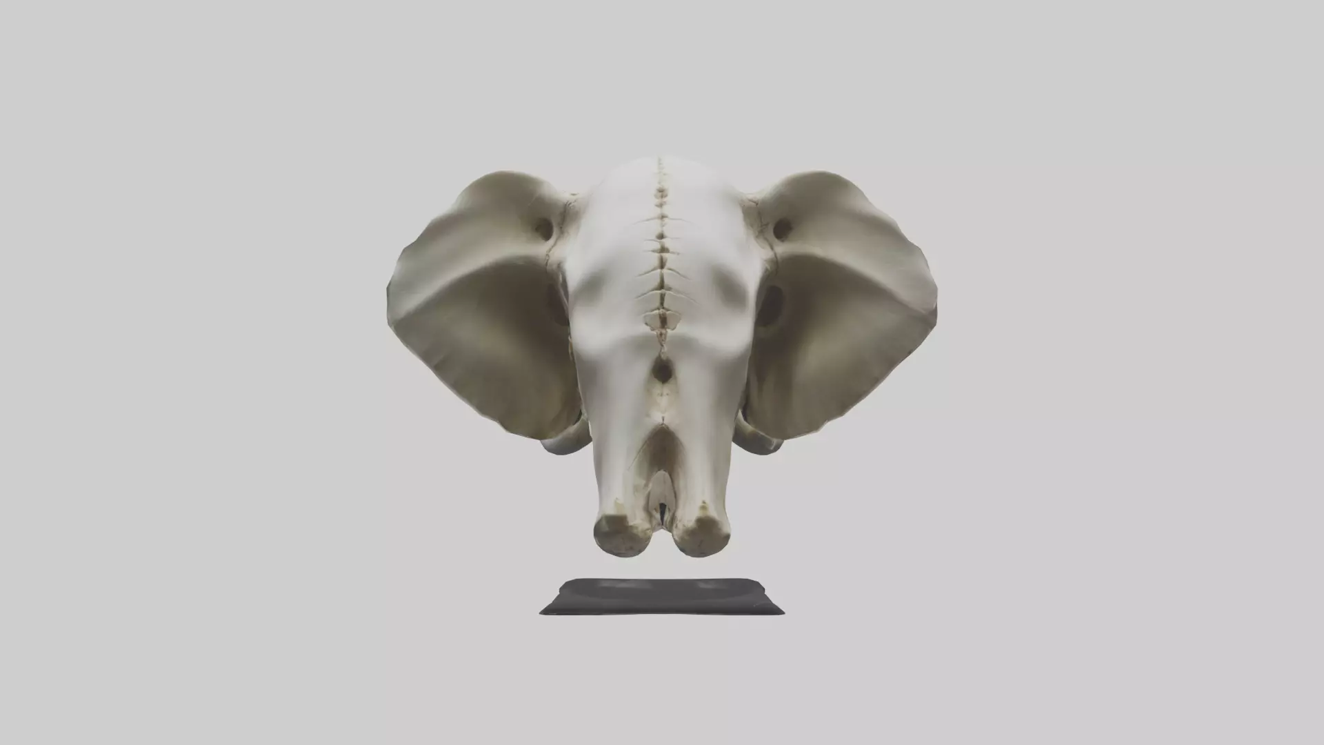 Elephant Skull Low-poly 3D model_0