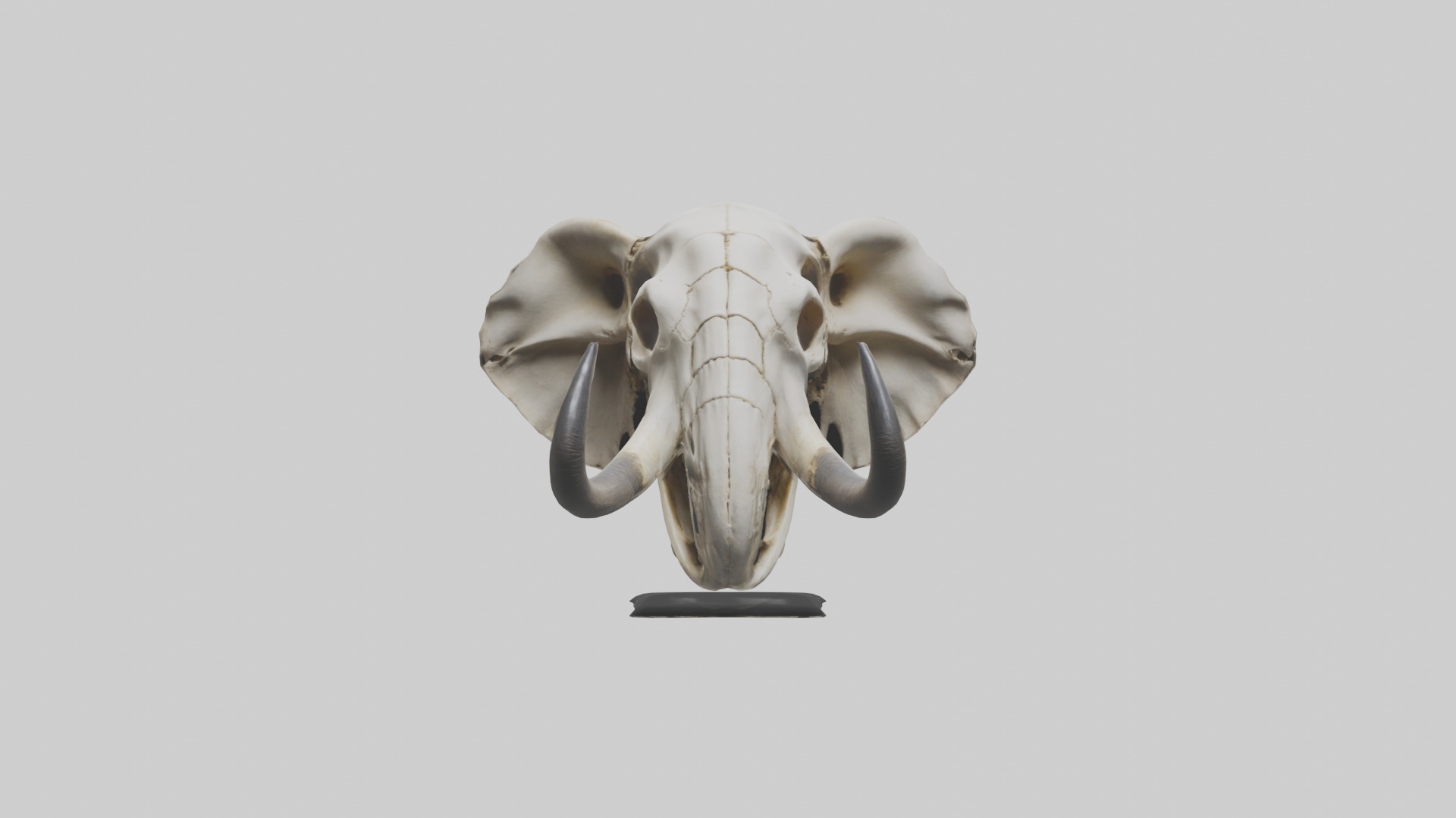 Elephant Skull Low-poly 3D model_9
