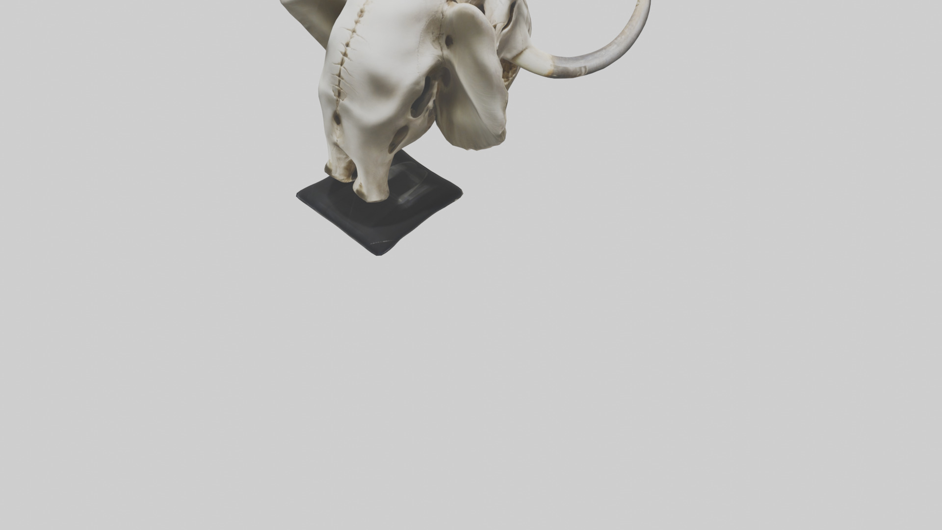Elephant Skull Low-poly 3D model_4