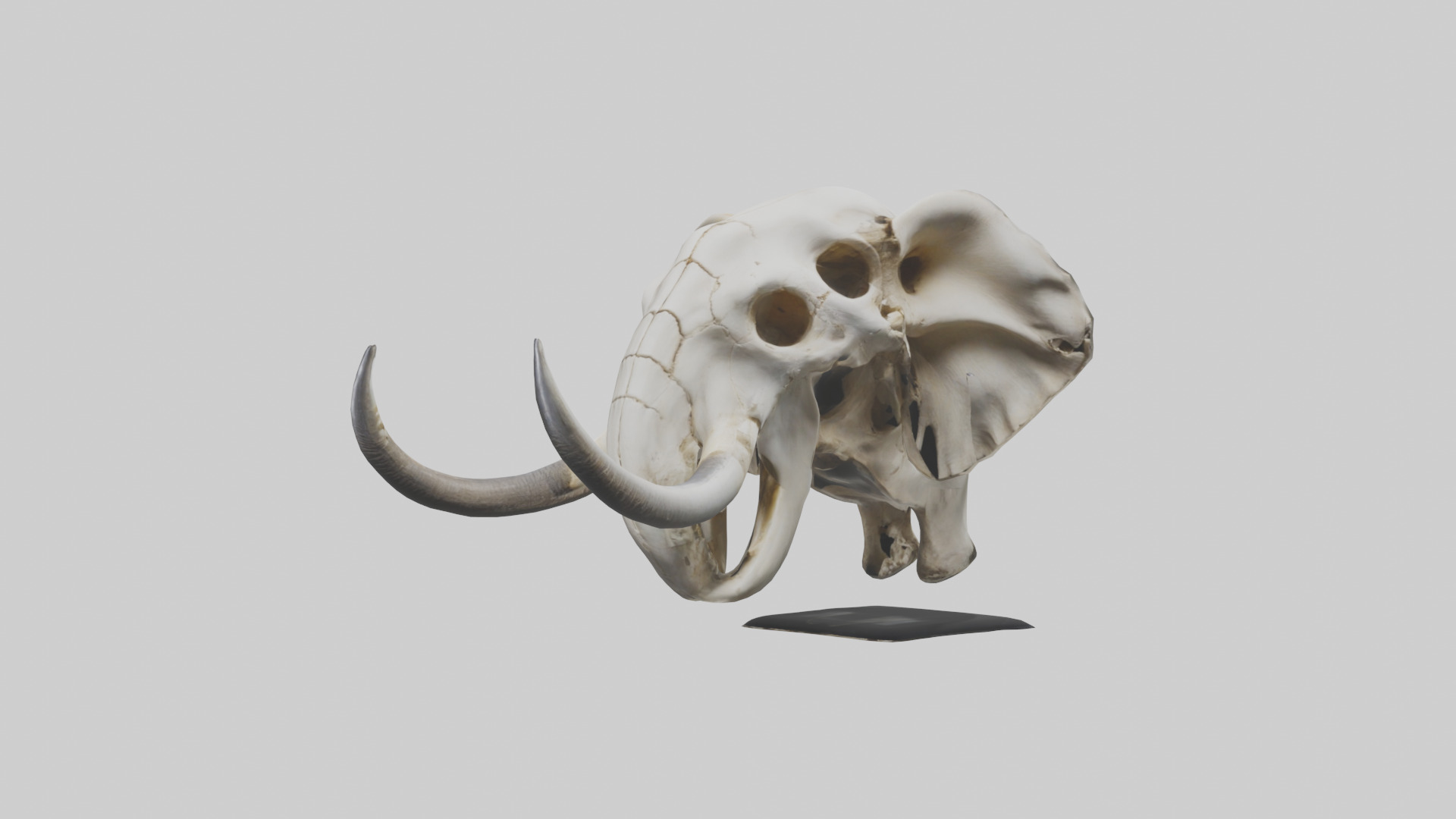 Elephant Skull Low-poly 3D model_8