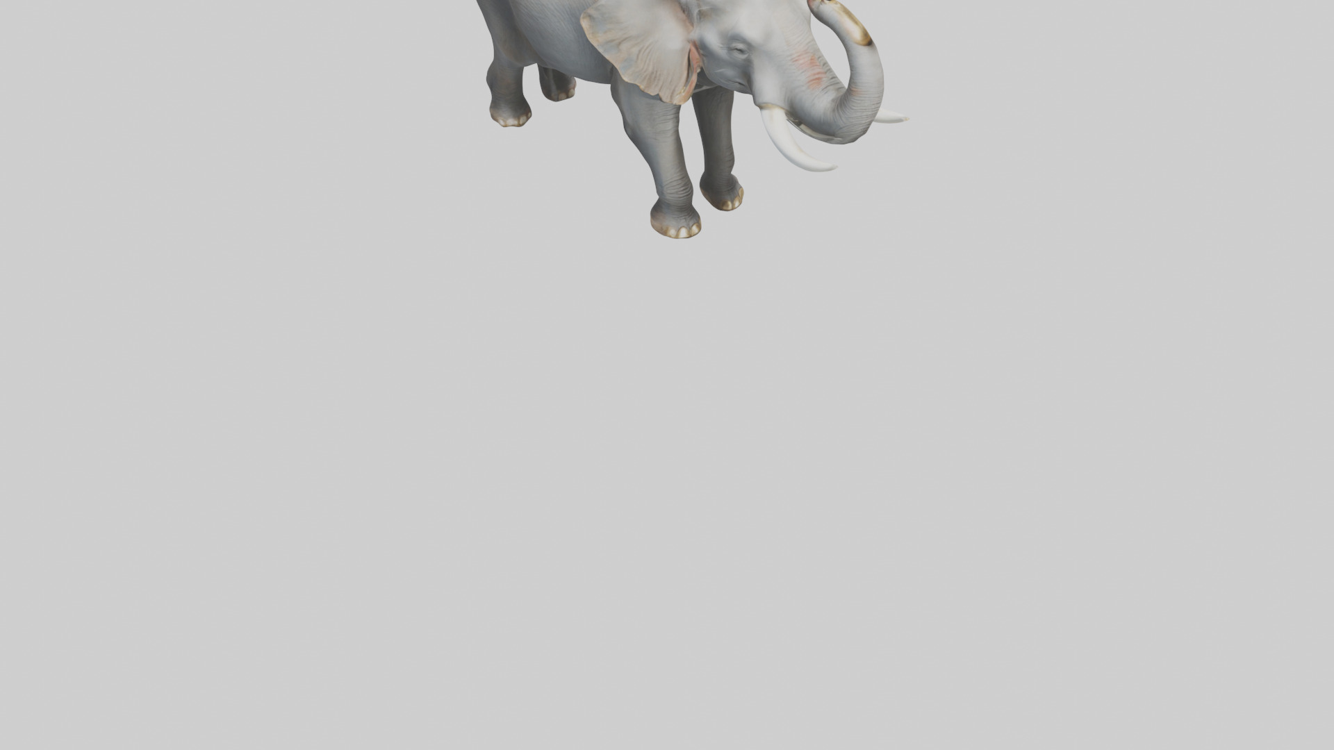Elephant trumpeting model Low-poly 3D model_8