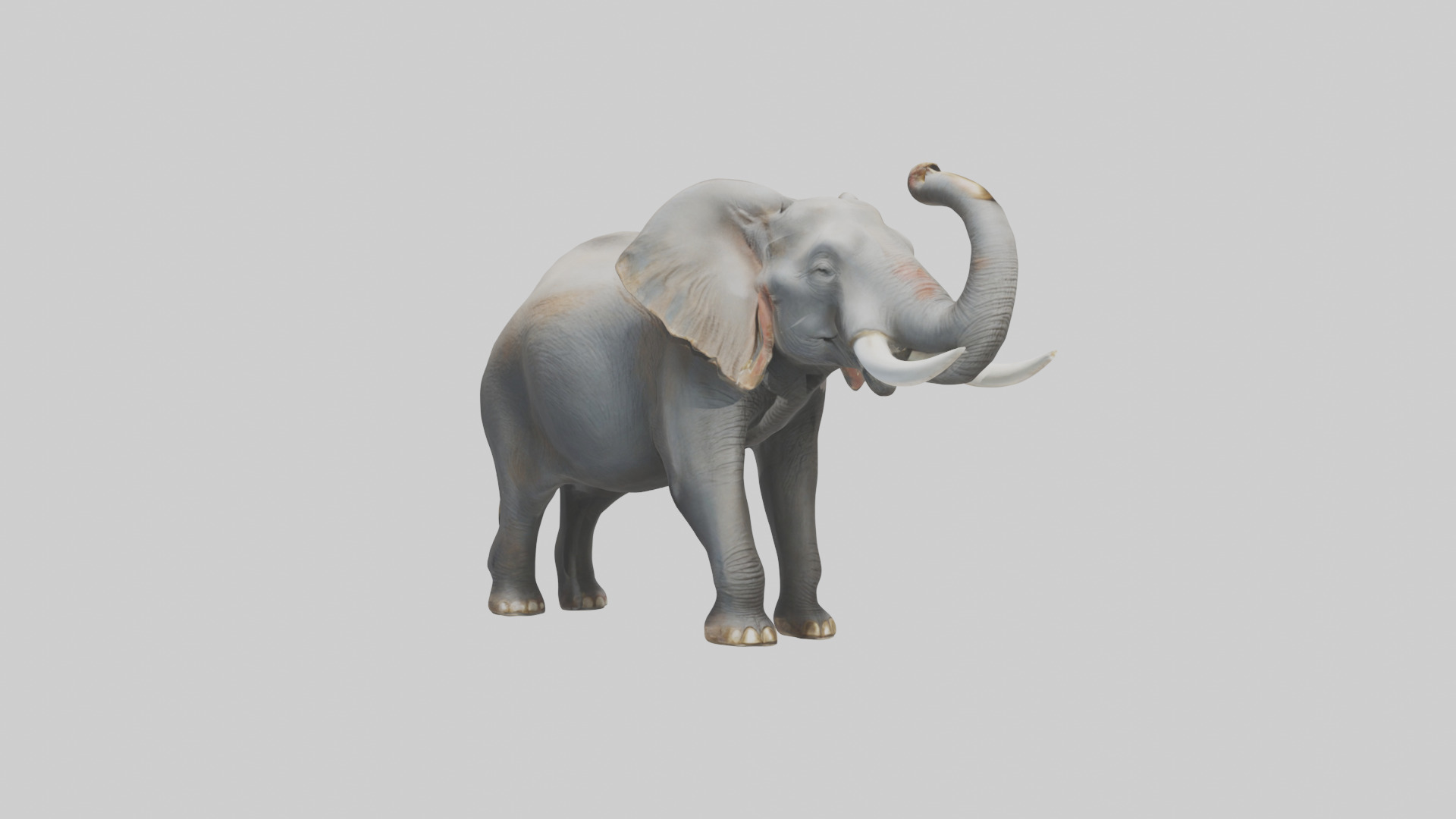Elephant trumpeting model Low-poly 3D model_1