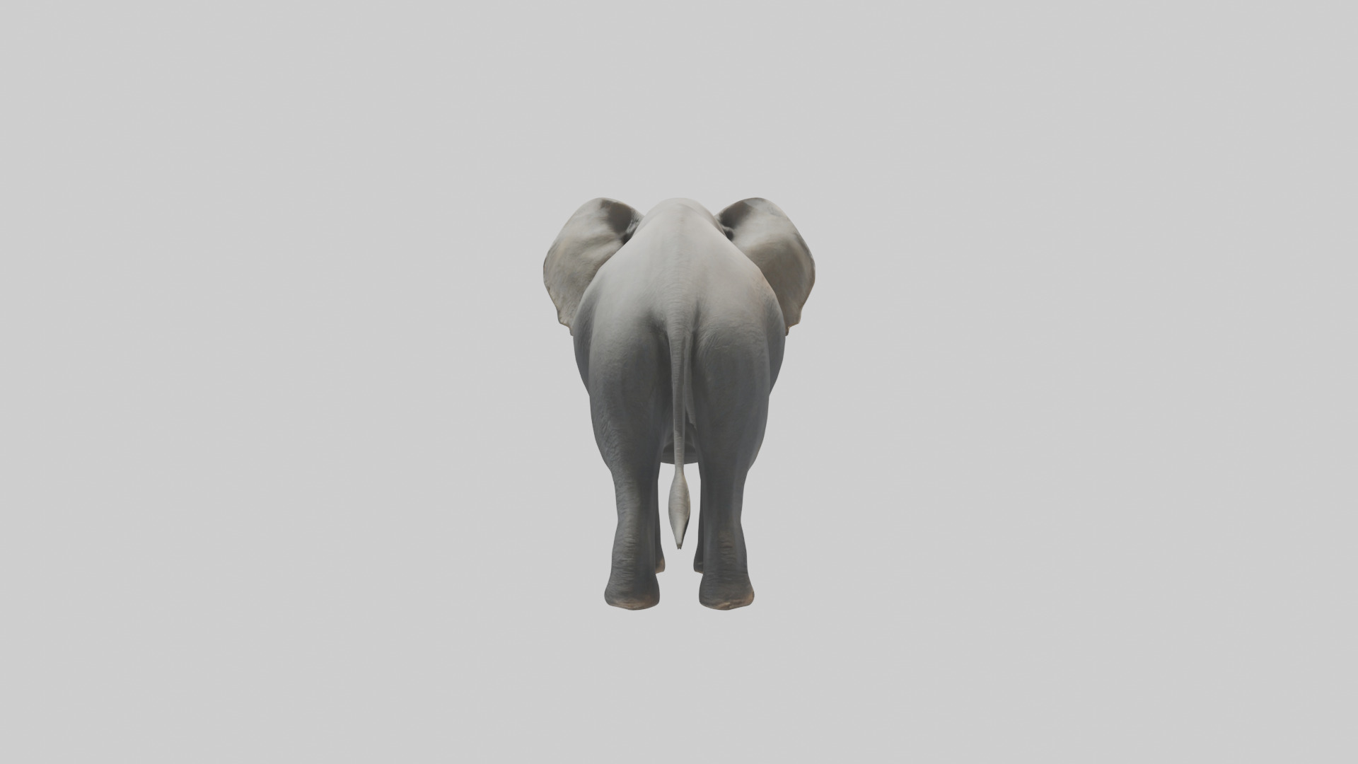 Elephant trumpeting model Low-poly 3D model_2
