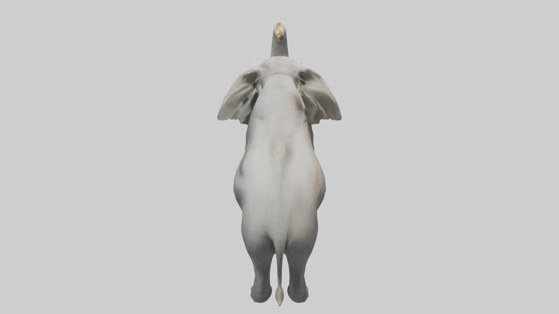 Elephant trumpeting model Low-poly 3D model_25