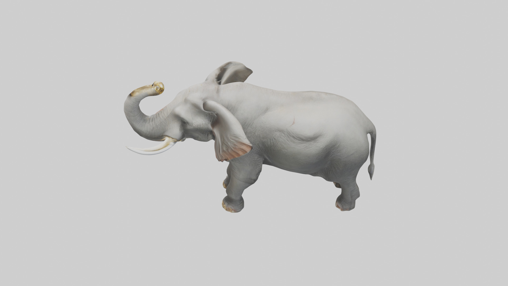 Elephant trumpeting model Low-poly 3D model_27