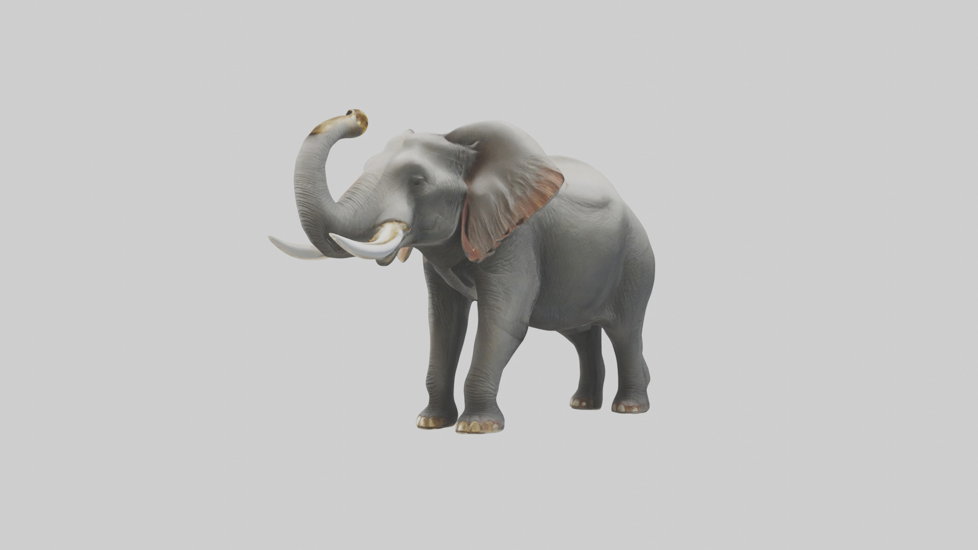 Elephant trumpeting model Low-poly 3D model_9