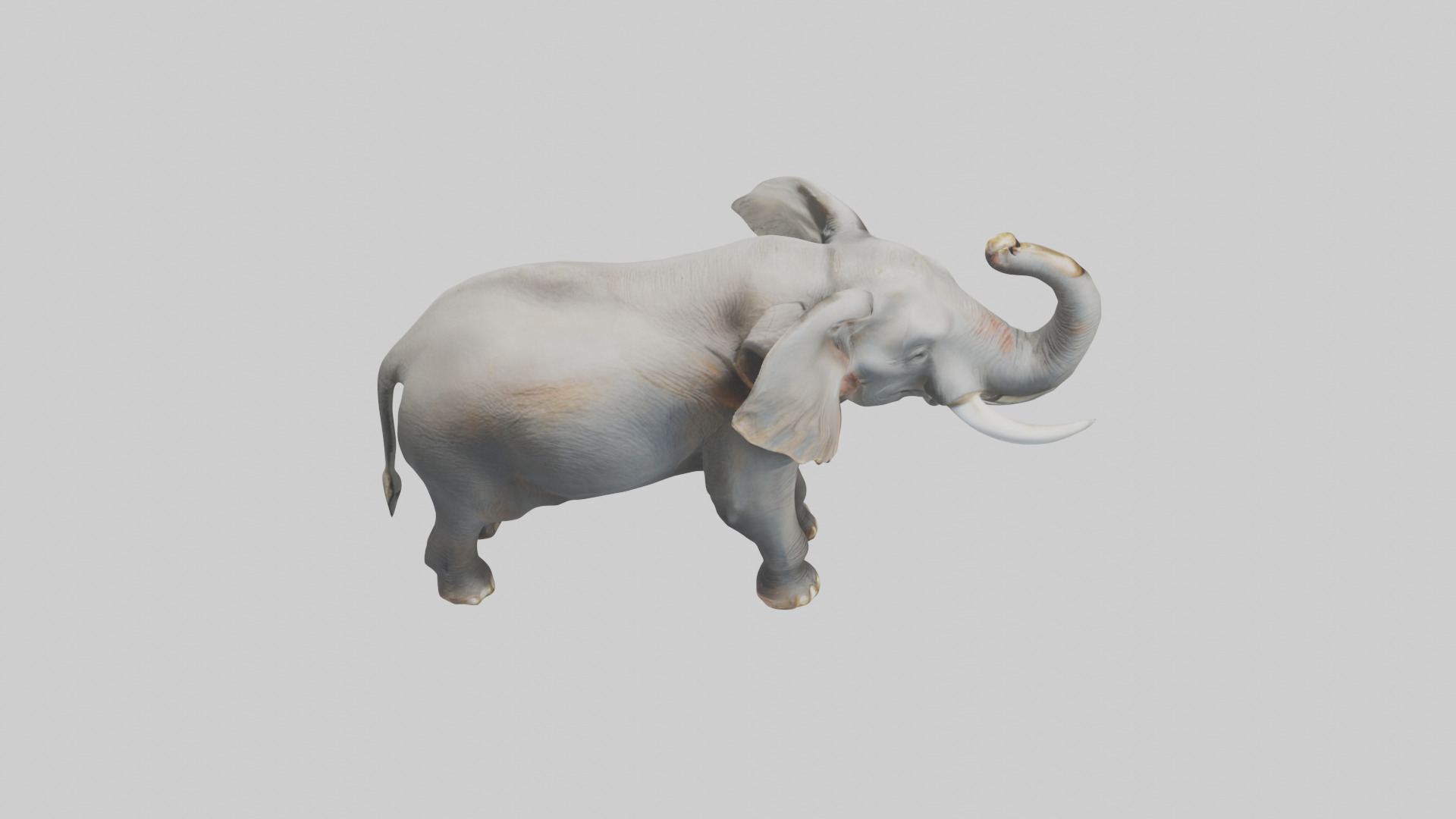 Elephant trumpeting model Low-poly 3D model_28