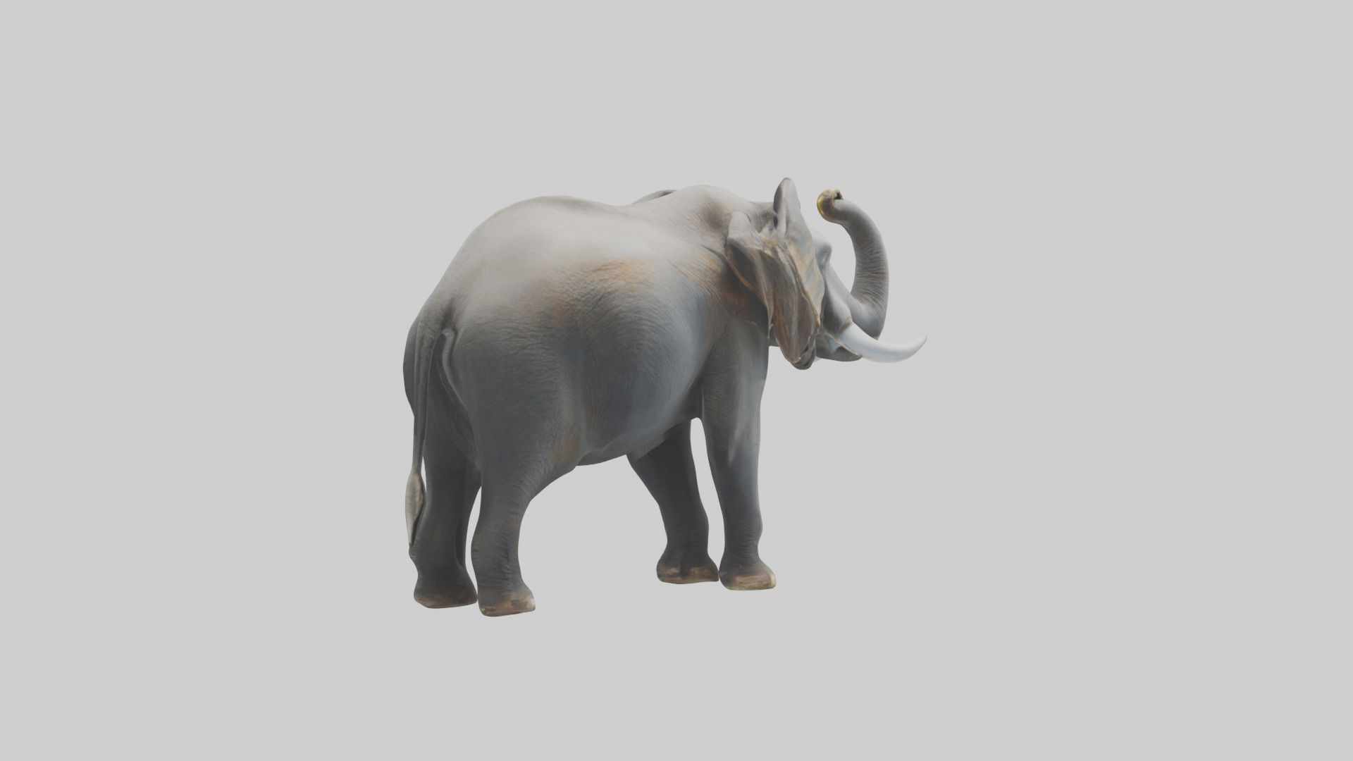 Elephant trumpeting model Low-poly 3D model_4