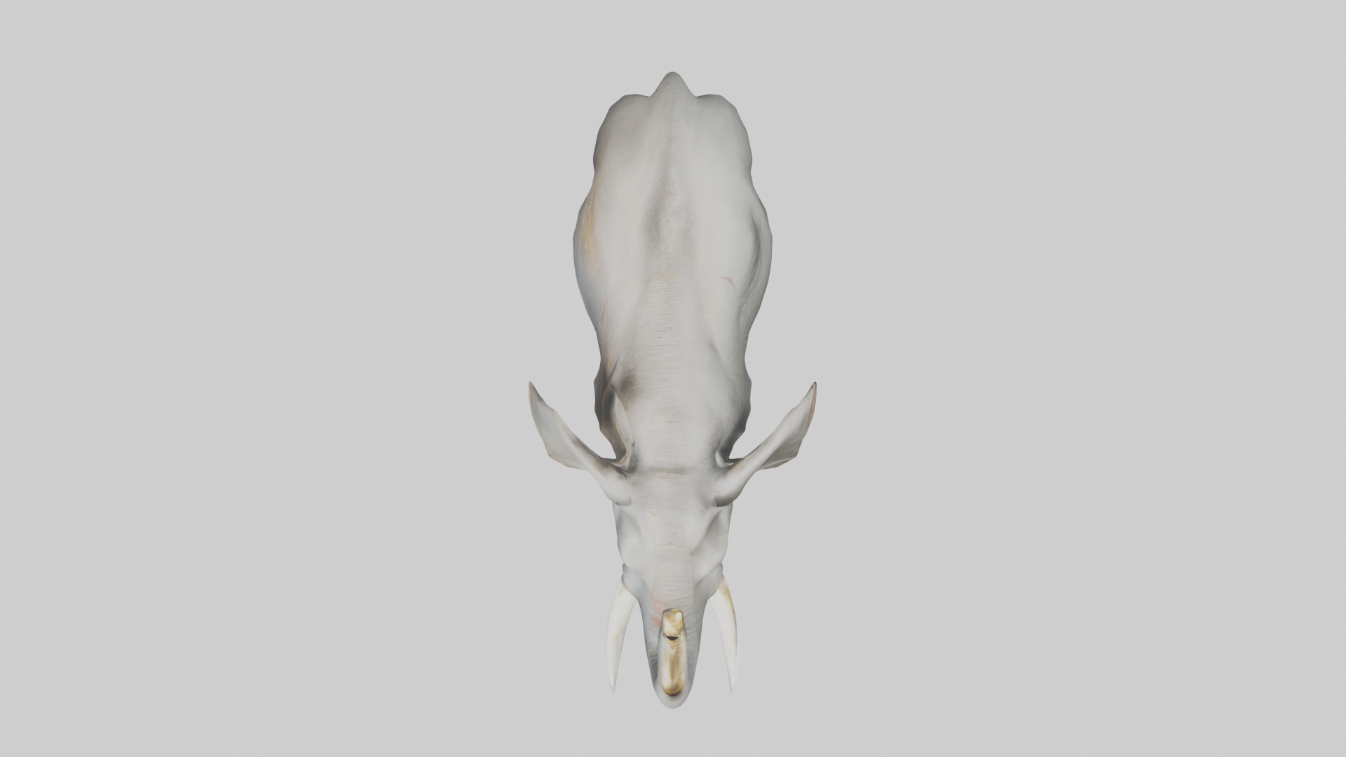 Elephant trumpeting model Low-poly 3D model_24