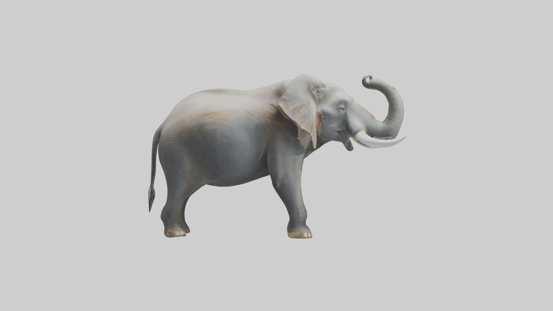 Elephant trumpeting model Low-poly 3D model_23