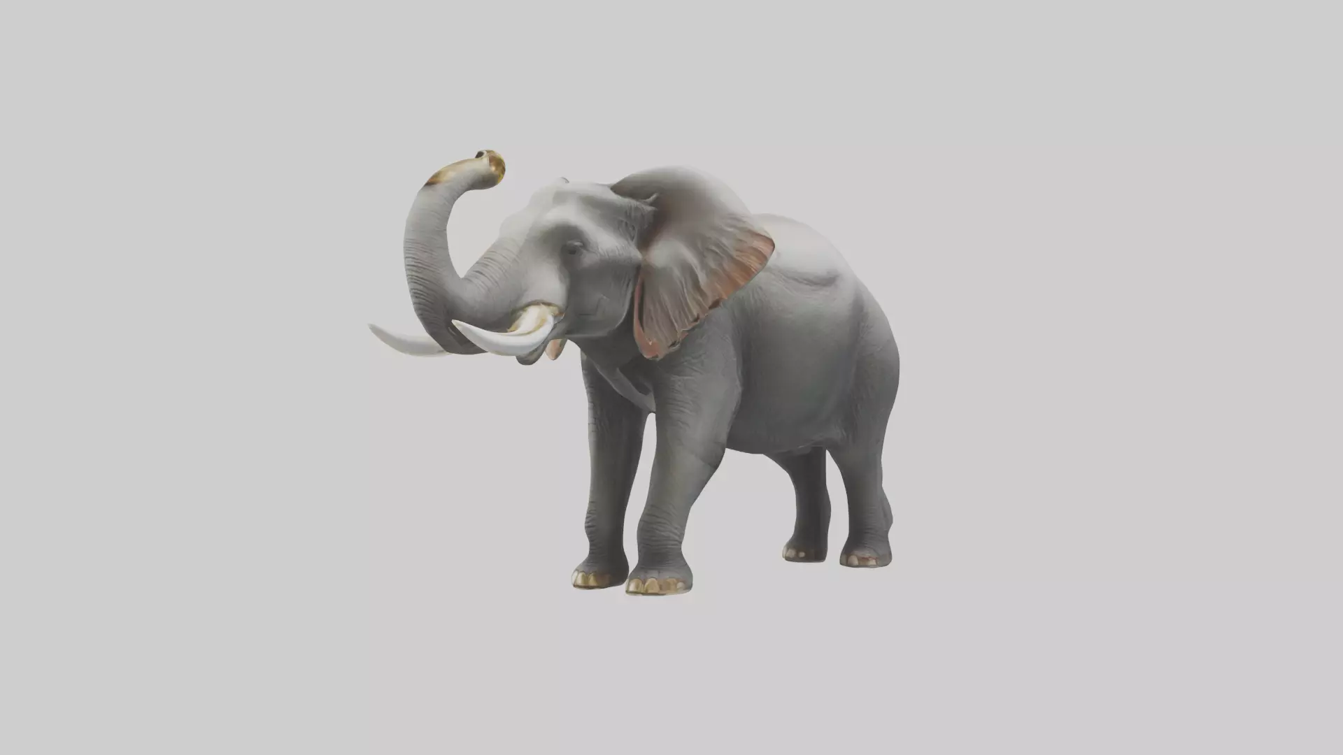 Elephant trumpeting model Low-poly 3D model_0