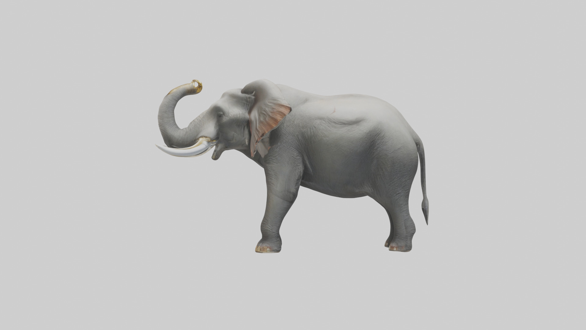 Elephant trumpeting model Low-poly 3D model_22