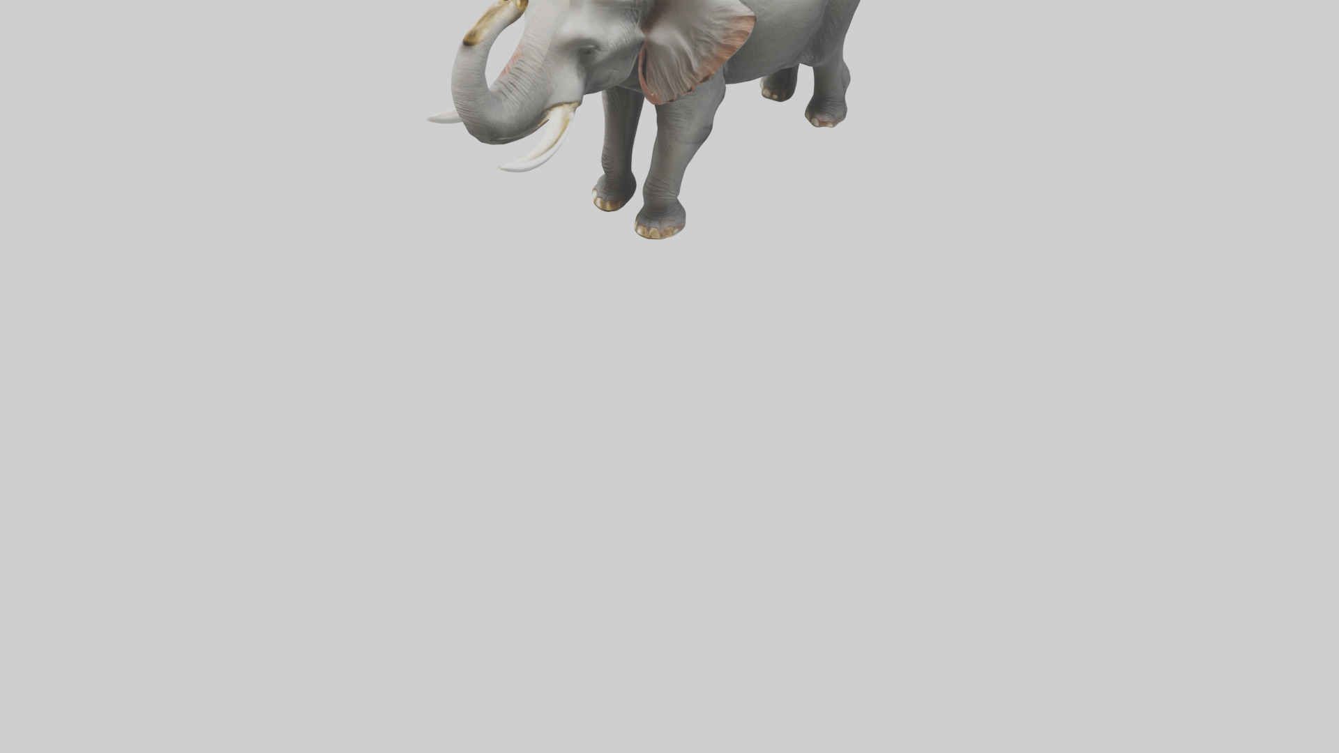 Elephant trumpeting model Low-poly 3D model_7