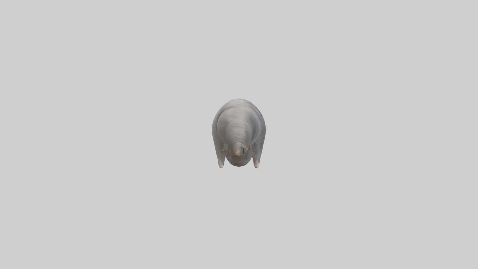Elephant Trunk Low-poly 3D model_13