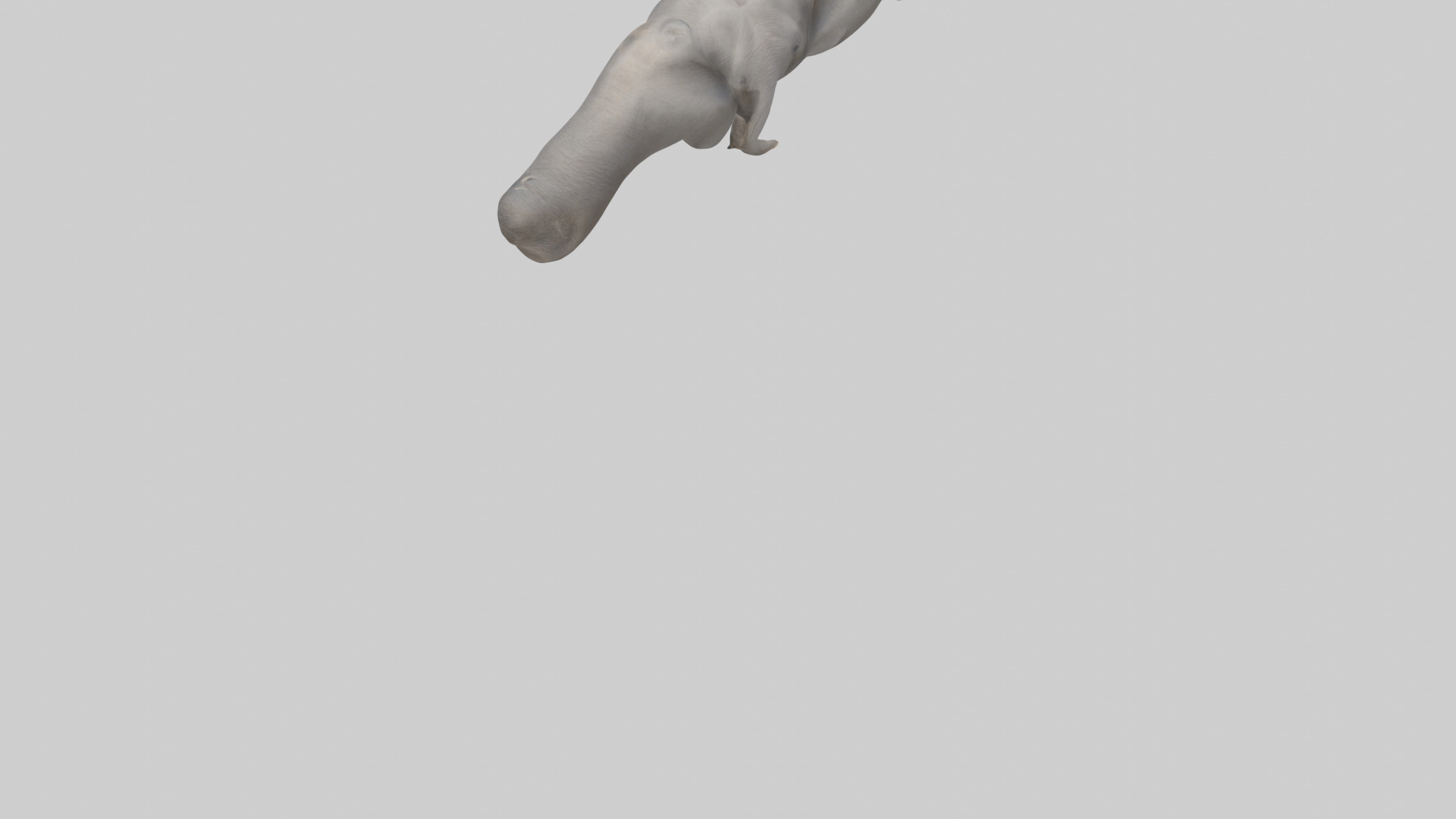 Elephant Trunk Low-poly 3D model_3