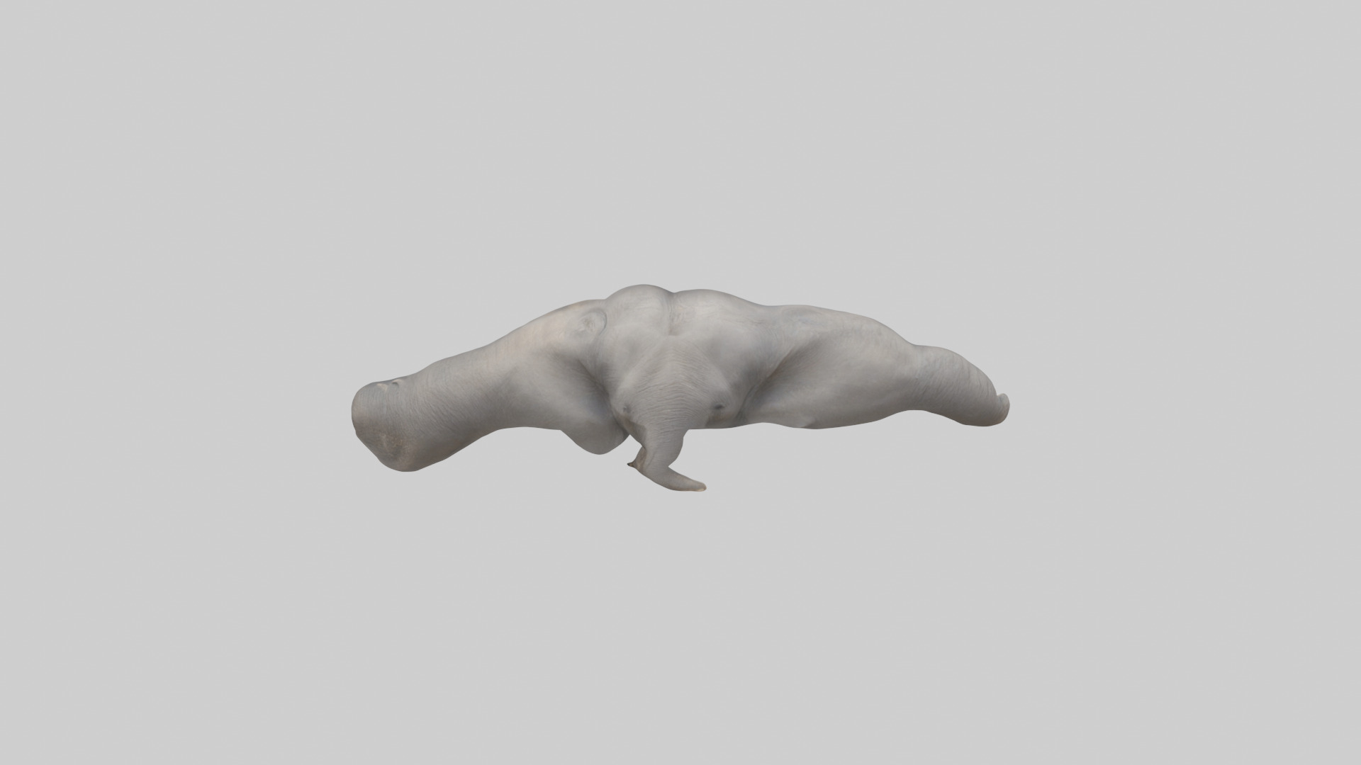 Elephant Trunk Low-poly 3D model_15
