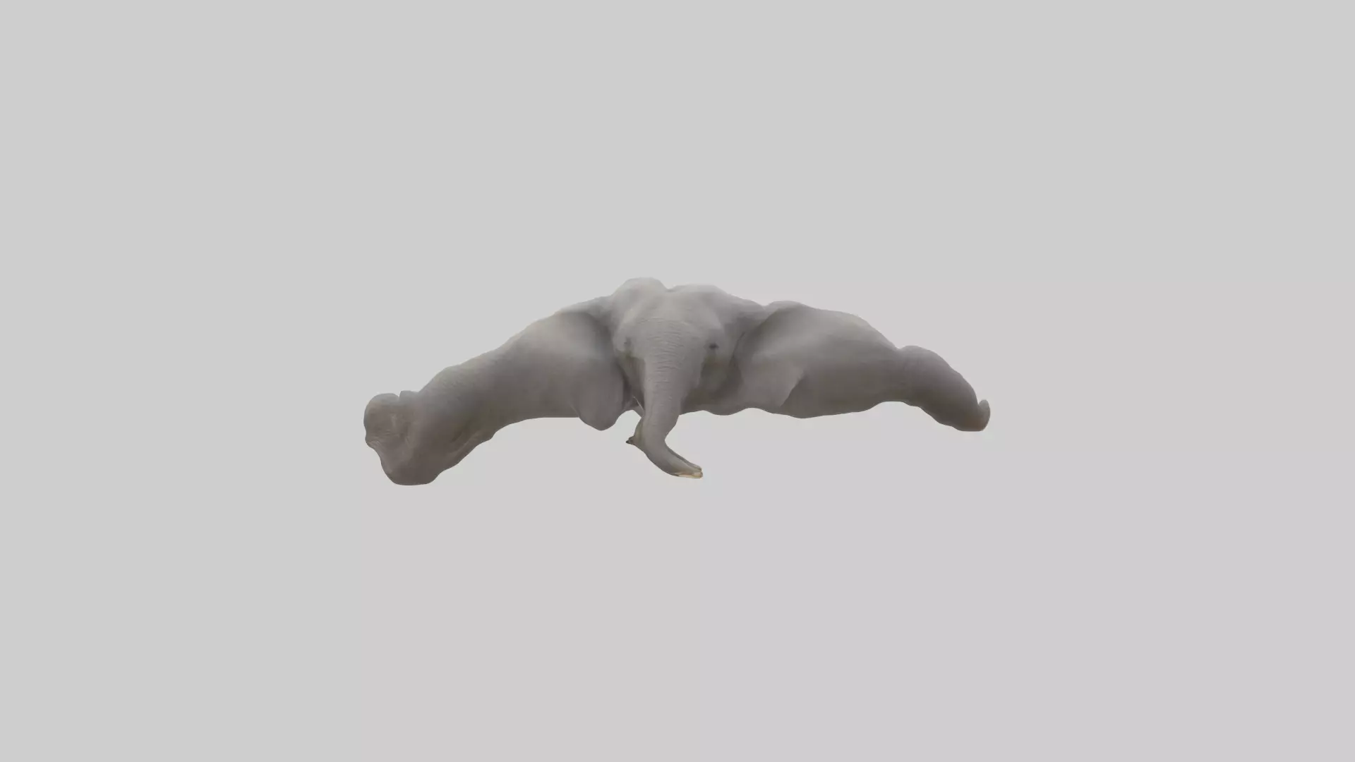 Elephant Trunk Low-poly 3D model_0